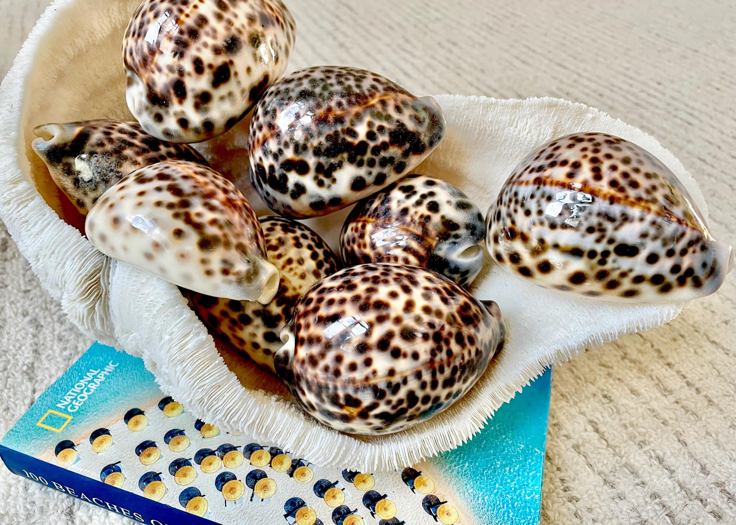 AFRICAN TIGER COWRIE Xl Shell 3-4" Natural Spotted Brown White Orange Display Seashell Cowry - Image 11
