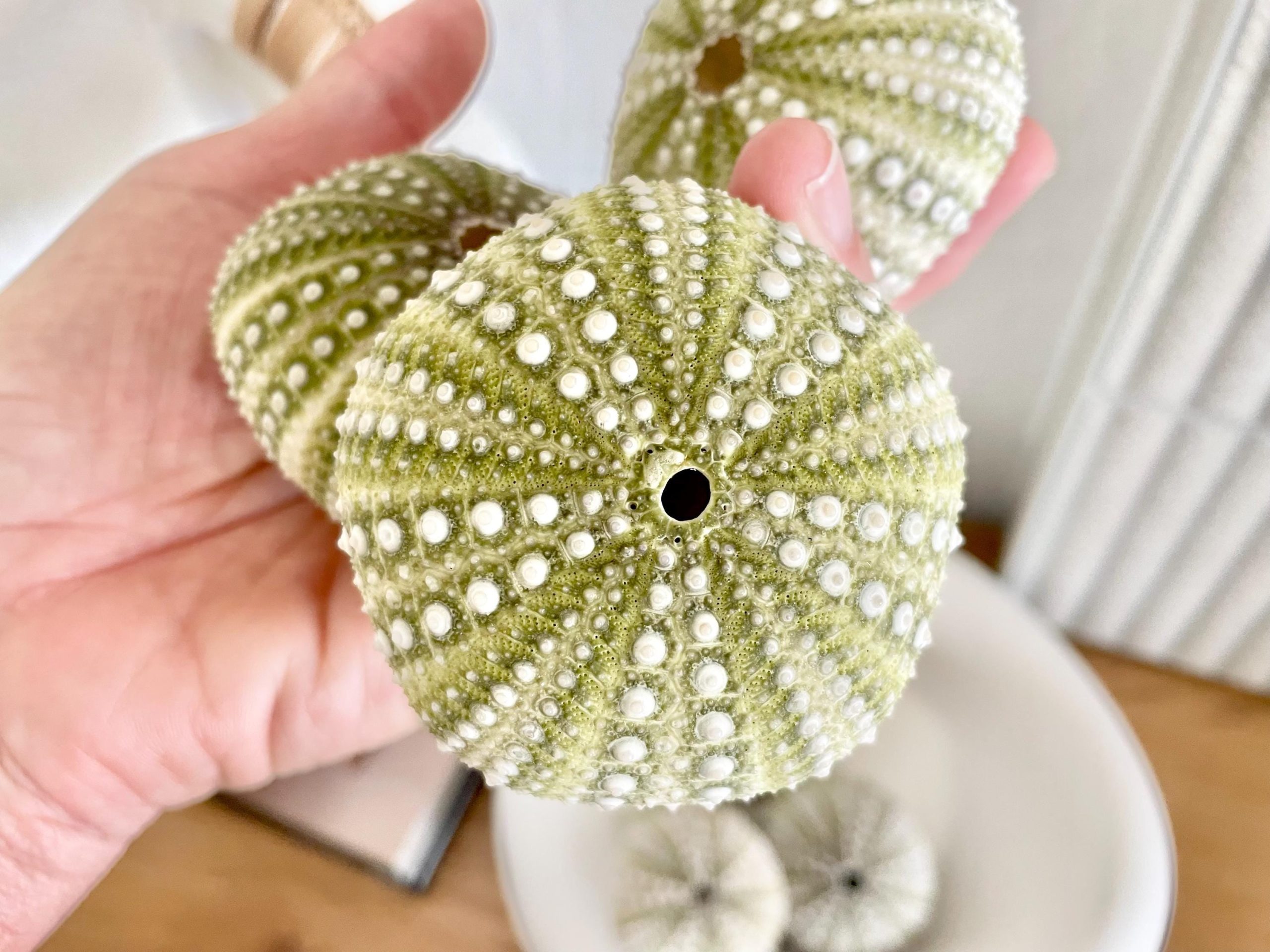 Mexican Green Urchin Shell (2.25-2.75") Beach Coastal Decor, Crafts - Image 2