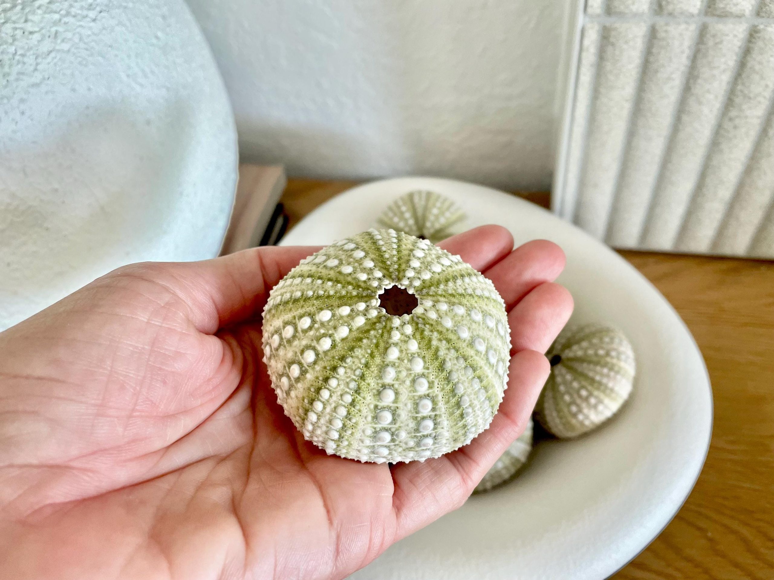 Mexican Green Urchin Shell (2.25-2.75") Beach Coastal Decor, Crafts - Image 8