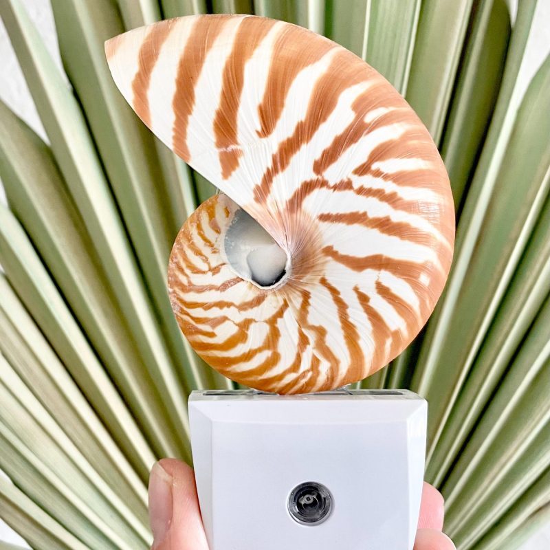 Authentic Nautilus Shell Night Light 5.5" Solar Powered Striped Seashell Décor