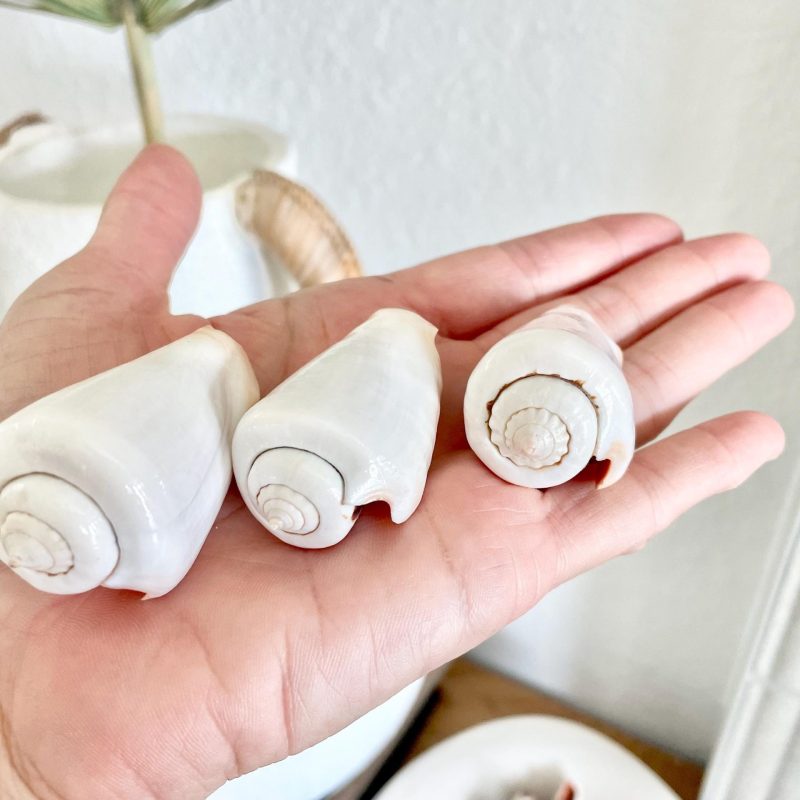 Polished White Strombus Shells 2-2.5" Long Wedding Décor, Craft Seashells