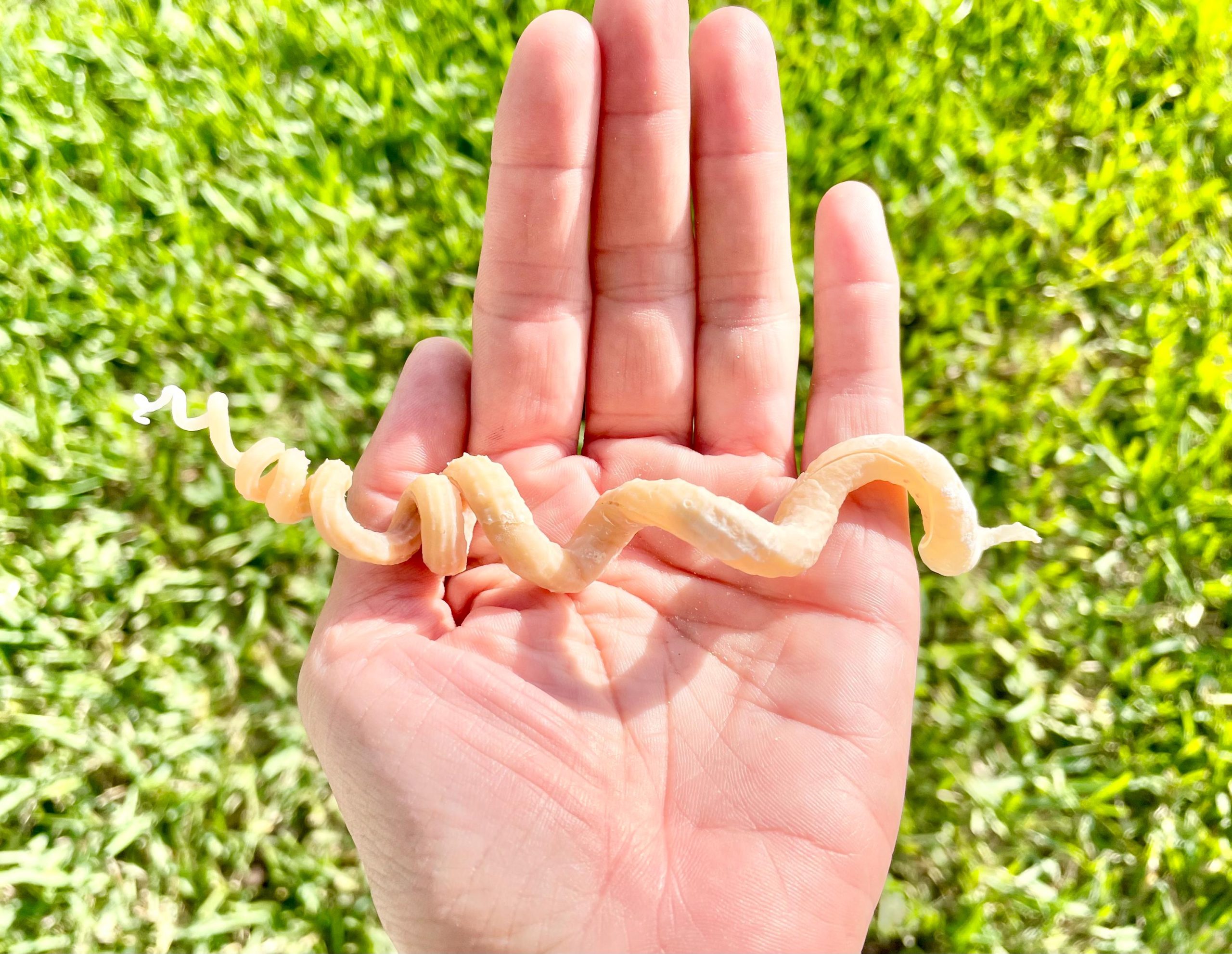 SPIRAL WORM SHELLS 6-8" Long Real Rare Display Seashell Beach Oddities Décor - Image 14