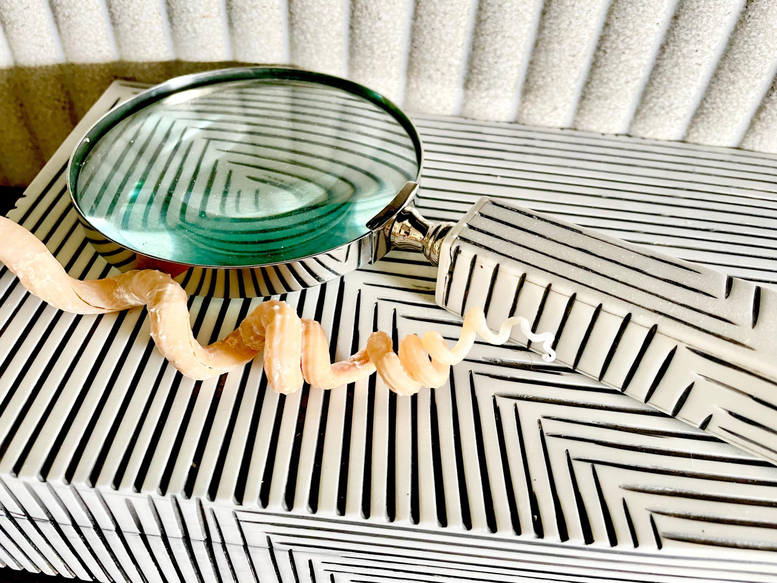 SPIRAL WORM SHELLS 6-8" Long Real Rare Display Seashell Beach Oddities Décor - Image 6