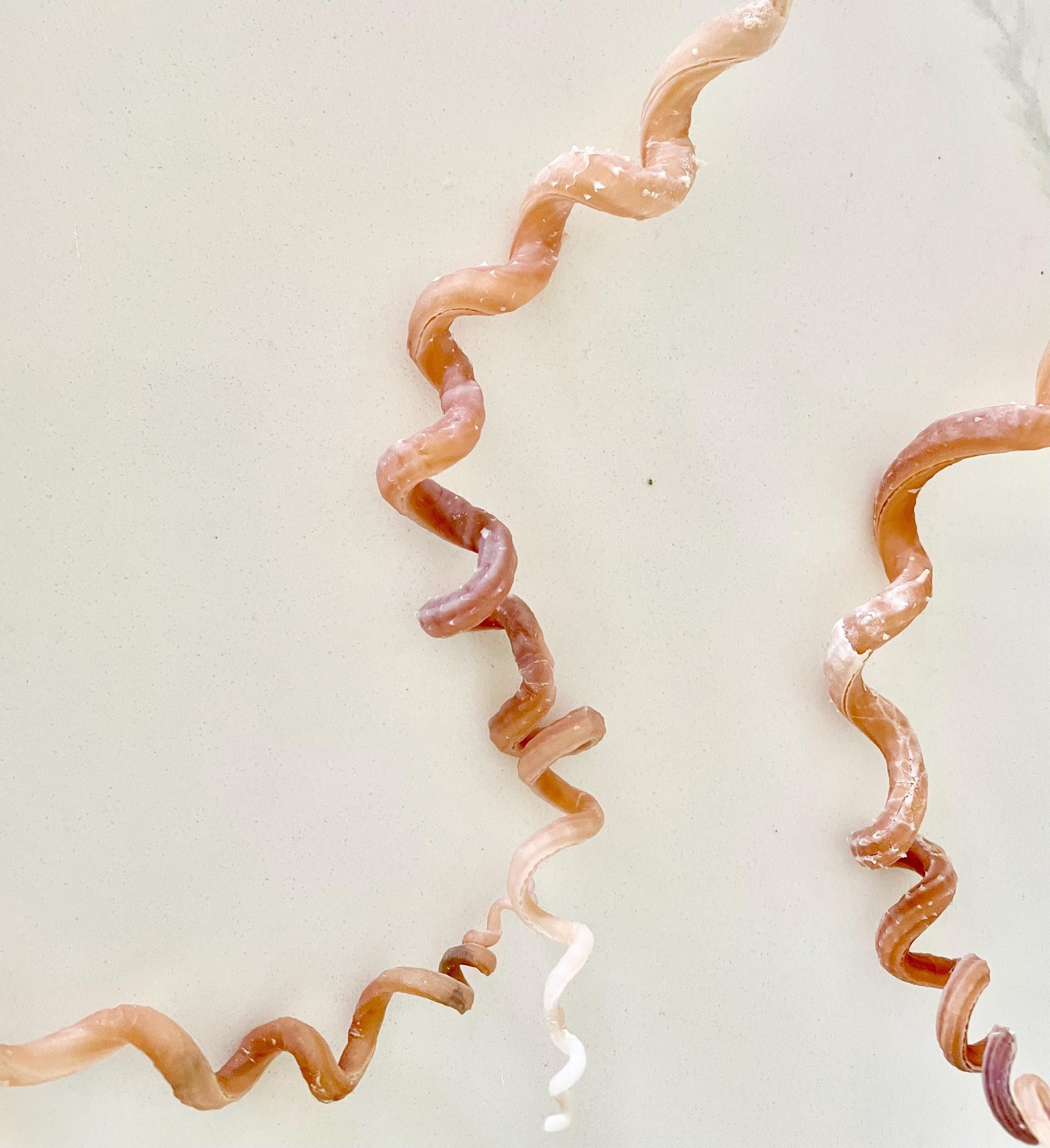 SPIRAL WORM SHELLS 6-8" Long Real Rare Display Seashell Beach Oddities Décor - Image 8