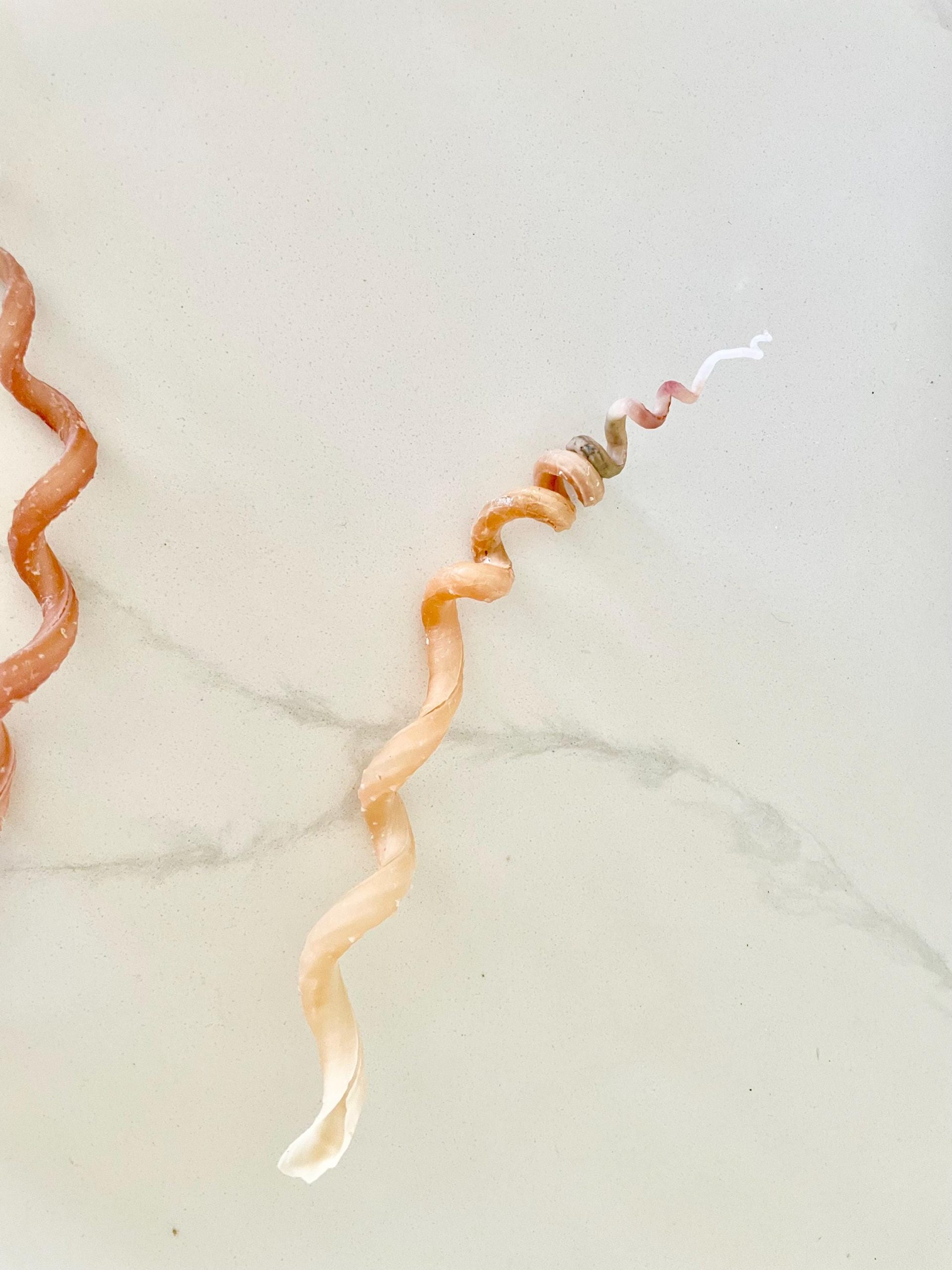 SPIRAL WORM SHELLS 6-8" Long Real Rare Display Seashell Beach Oddities Décor - Image 11