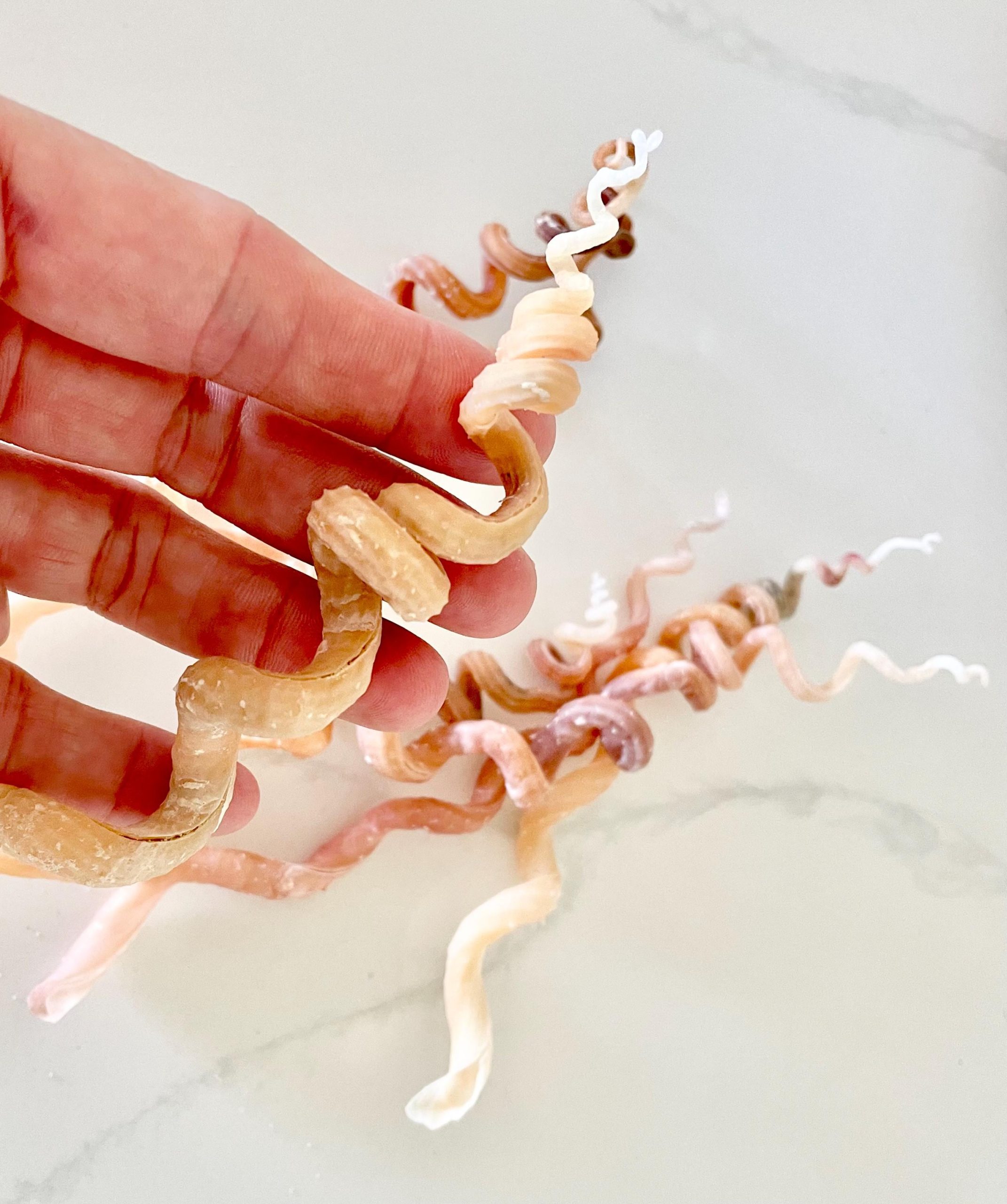 SPIRAL WORM SHELLS 6-8" Long Real Rare Display Seashell Beach Oddities Décor - Image 12