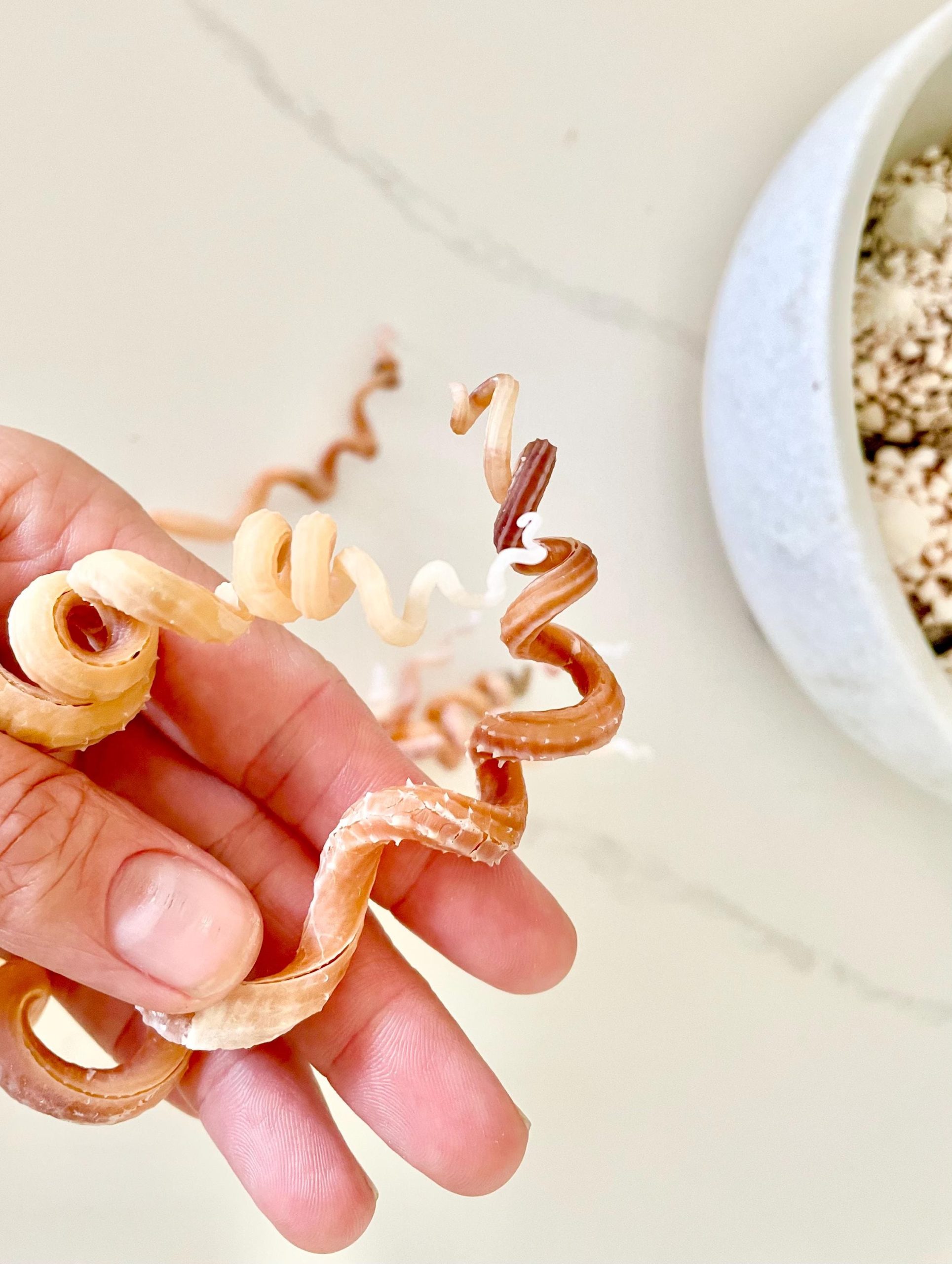 SPIRAL WORM SHELLS 6-8" Long Real Rare Display Seashell Beach Oddities Décor - Image 3