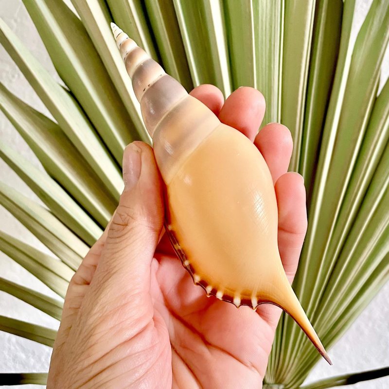 Martin's Tibia Shells: 4-6" *You Choose Length* Orange Brown Fusus Display Seashell