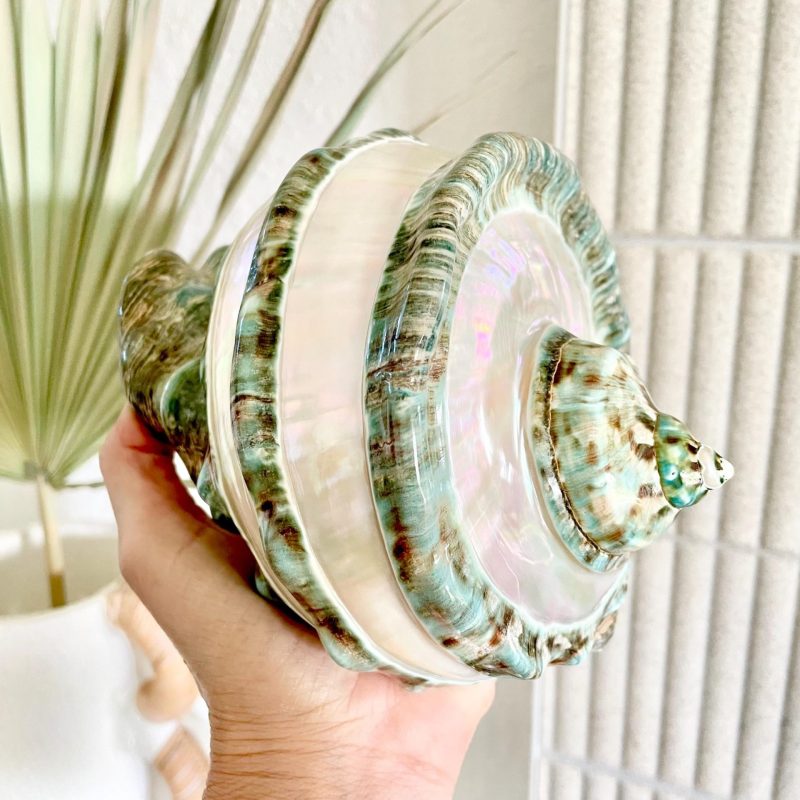 Giant 7-8" Green Banded Marmoratus Turban Shell, Polished Coastal Décor