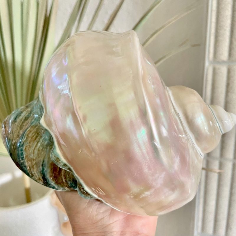 Giant Pearlized Turban Shell, Polished Mother of Pearl Coastal Decor (7-8")