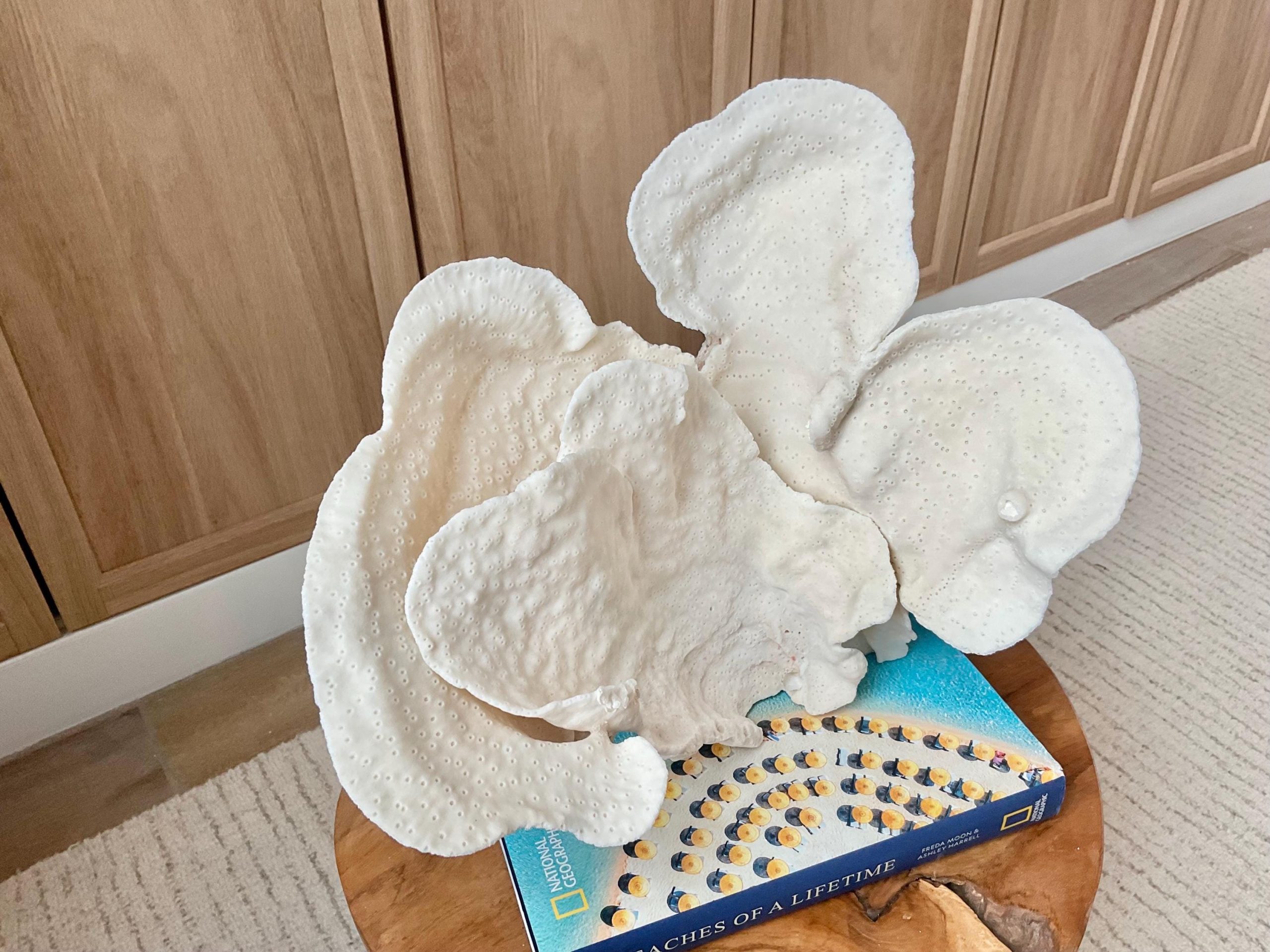 Natural Cup Coral Specimen Fossil: 12x9.5x9" Coastal Décor Table Centerpiece - Image 5