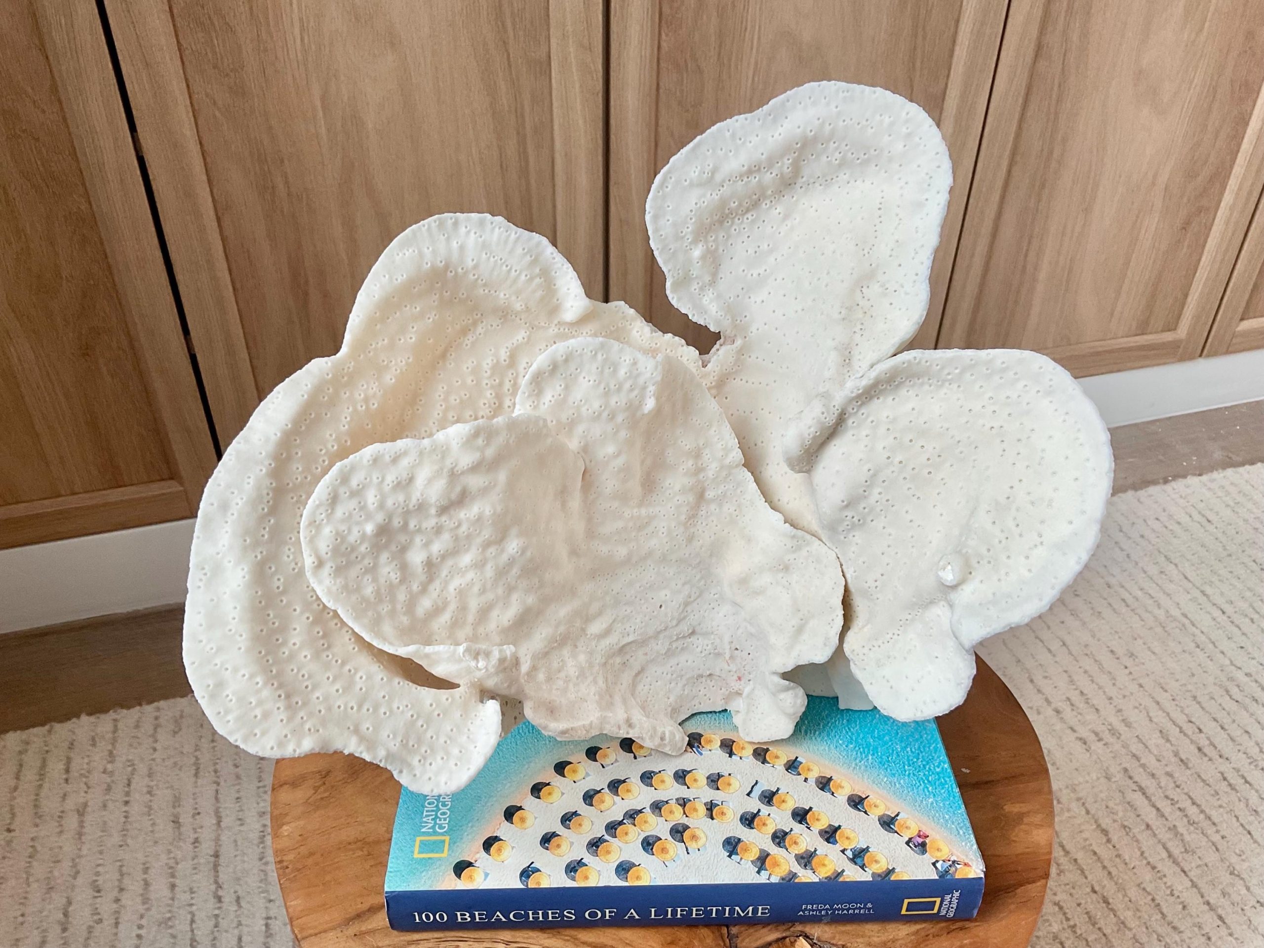 Natural Cup Coral Specimen Fossil: 12x9.5x9" Coastal Décor Table Centerpiece - Image 4