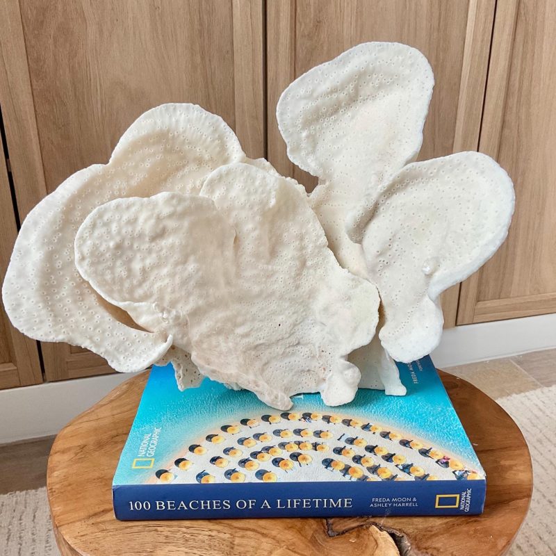 Natural Cup Coral Specimen Fossil: 12x9.5x9" Coastal Décor Table Centerpiece