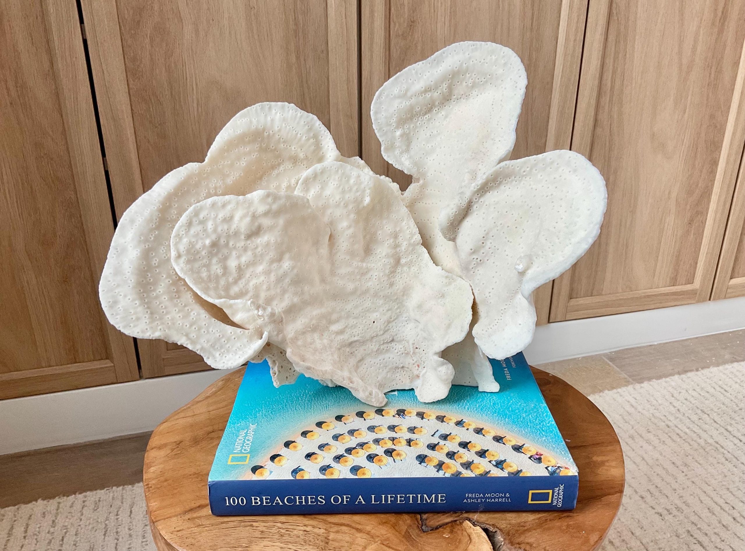 Natural Cup Coral Specimen Fossil: 12x9.5x9" Coastal Décor Table Centerpiece