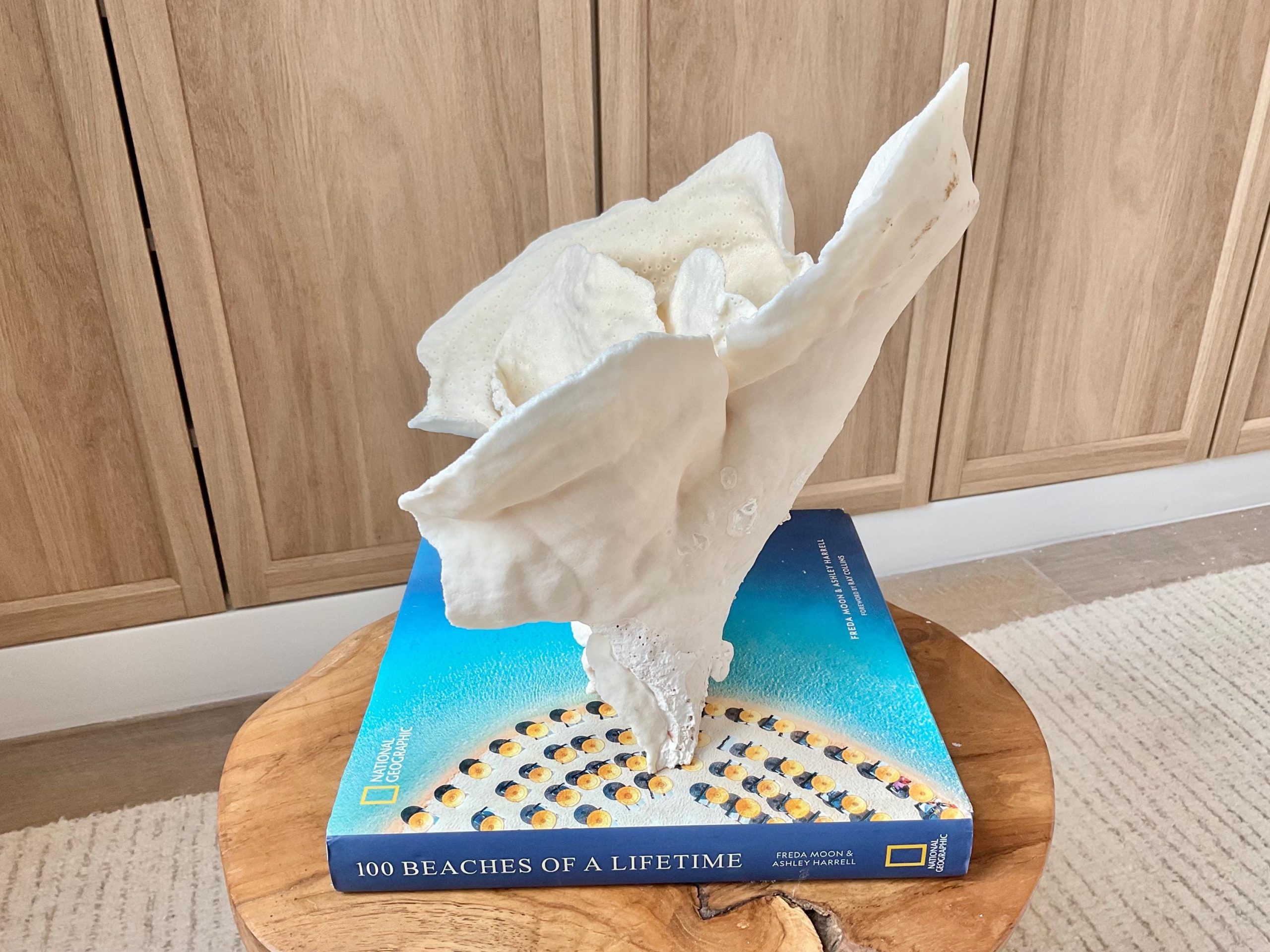 Natural Cup Coral Specimen Fossil: 12x9.5x9" Coastal Décor Table Centerpiece - Image 9