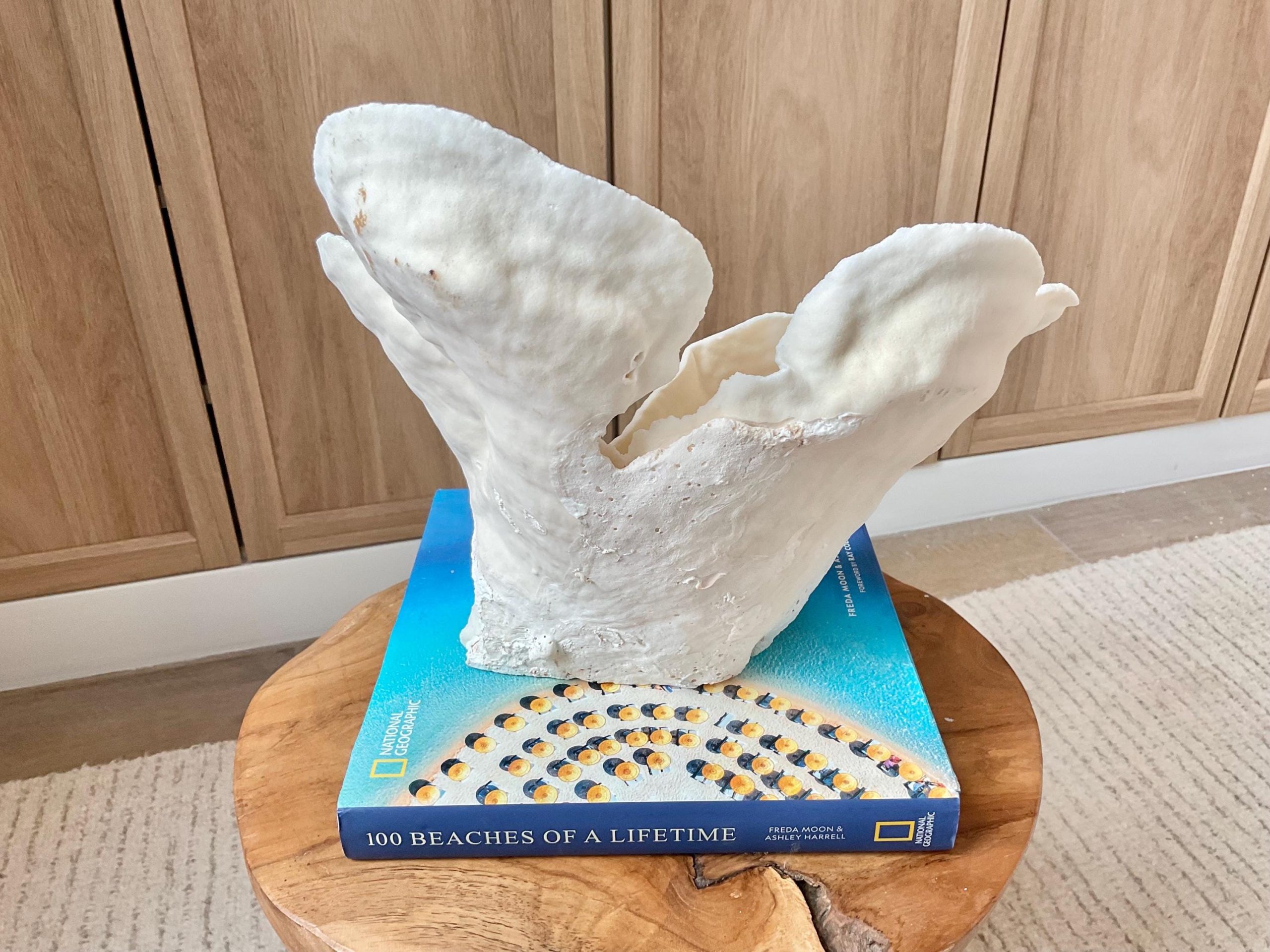 Natural Cup Coral Specimen Fossil: 12x9.5x9" Coastal Décor Table Centerpiece - Image 10