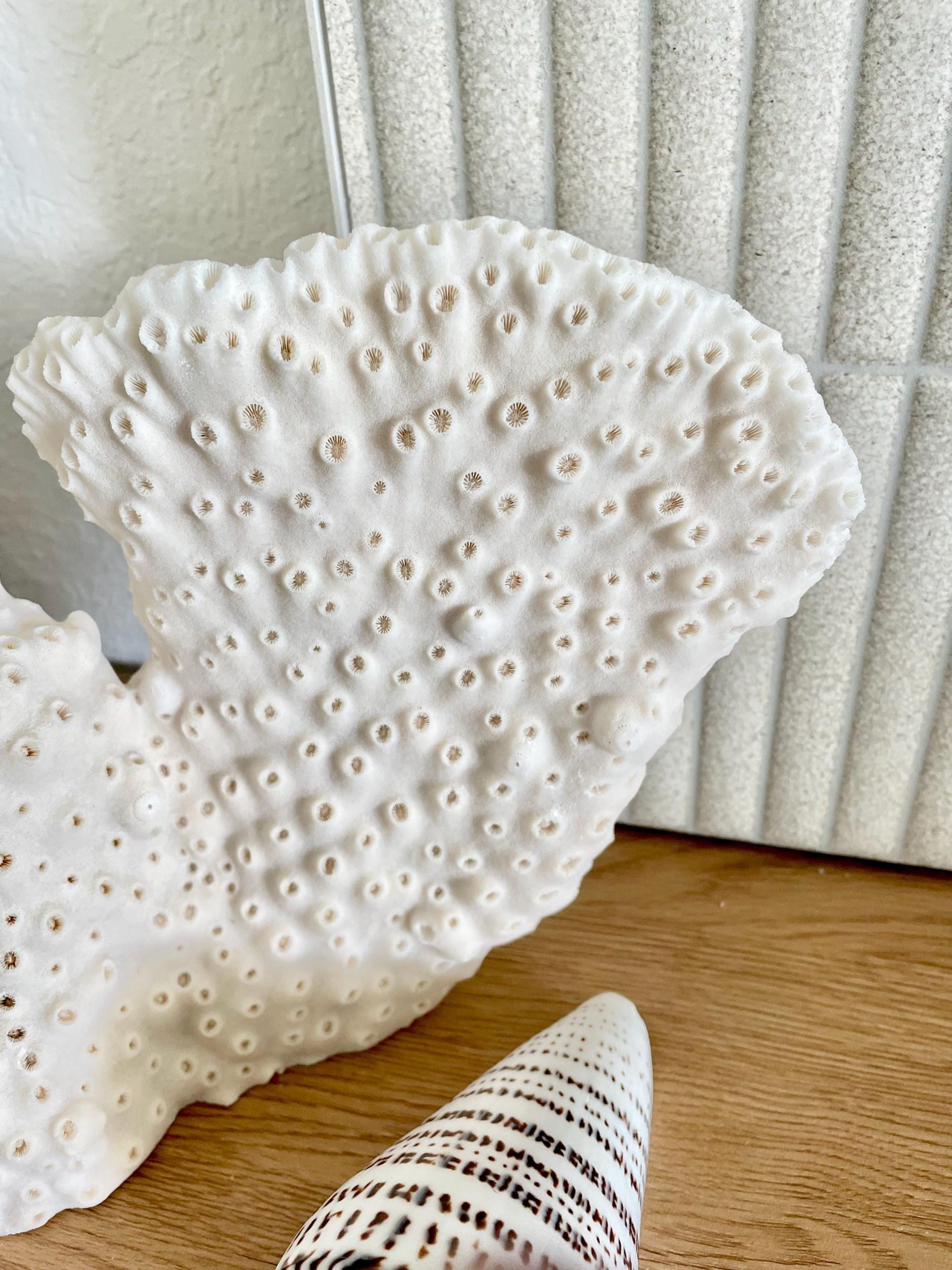 Natural Black Cup Coral Fossil: 13x9x3.5 Coastal Beach Home Décor - Image 3