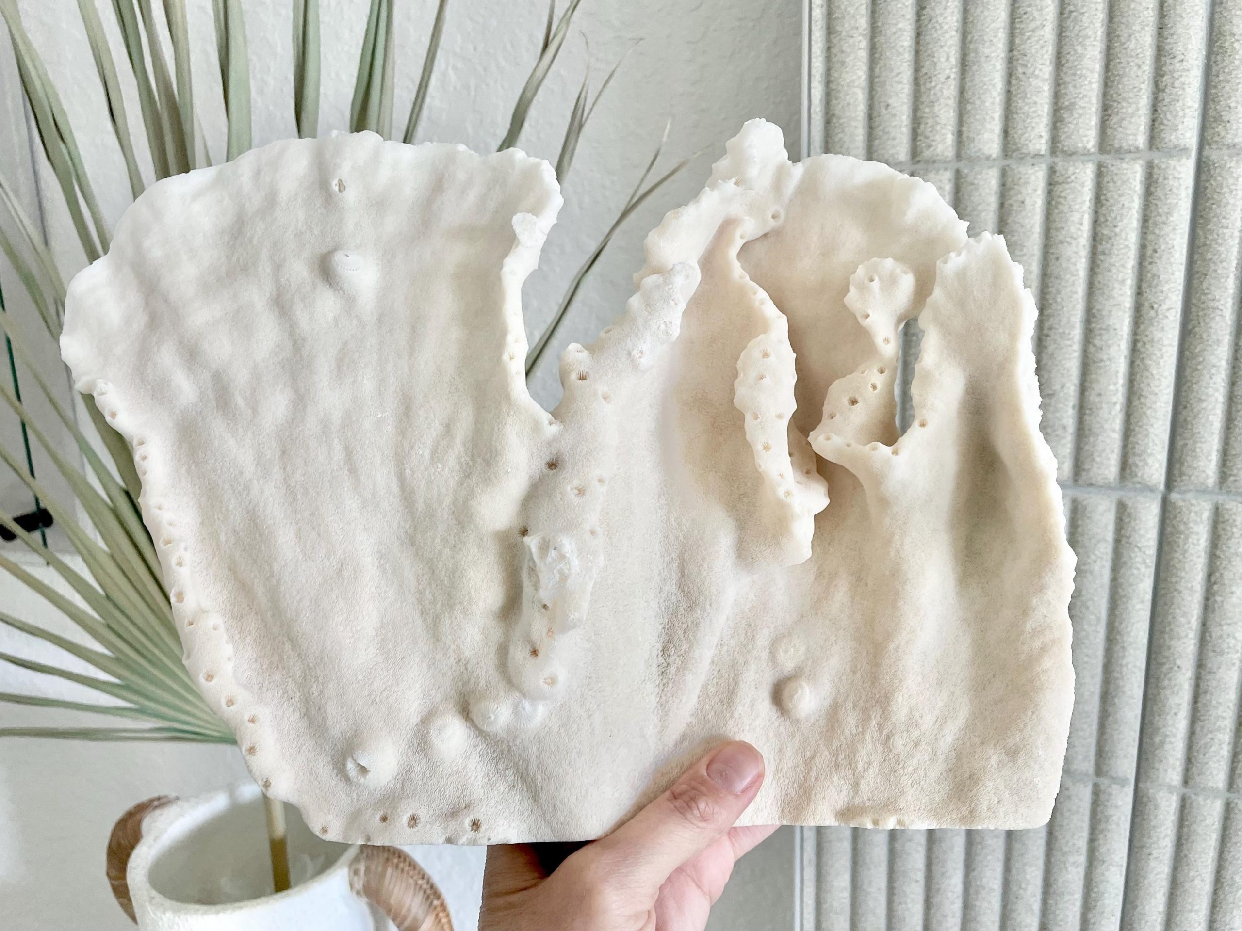 Natural Black Cup Coral Fossil: 13x9x3.5 Coastal Beach Home Décor - Image 8