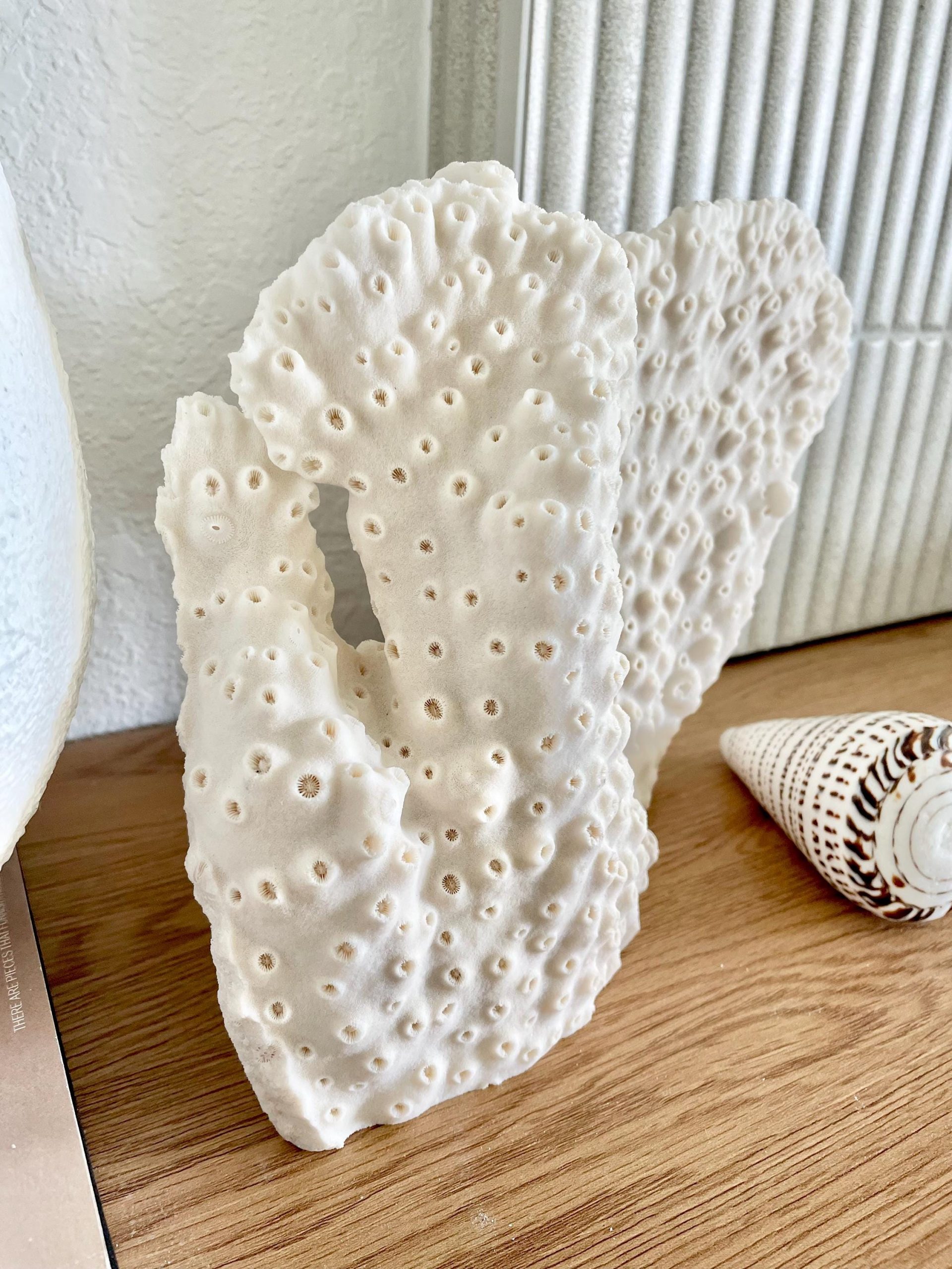 Natural Black Cup Coral Fossil: 13x9x3.5 Coastal Beach Home Décor - Image 2