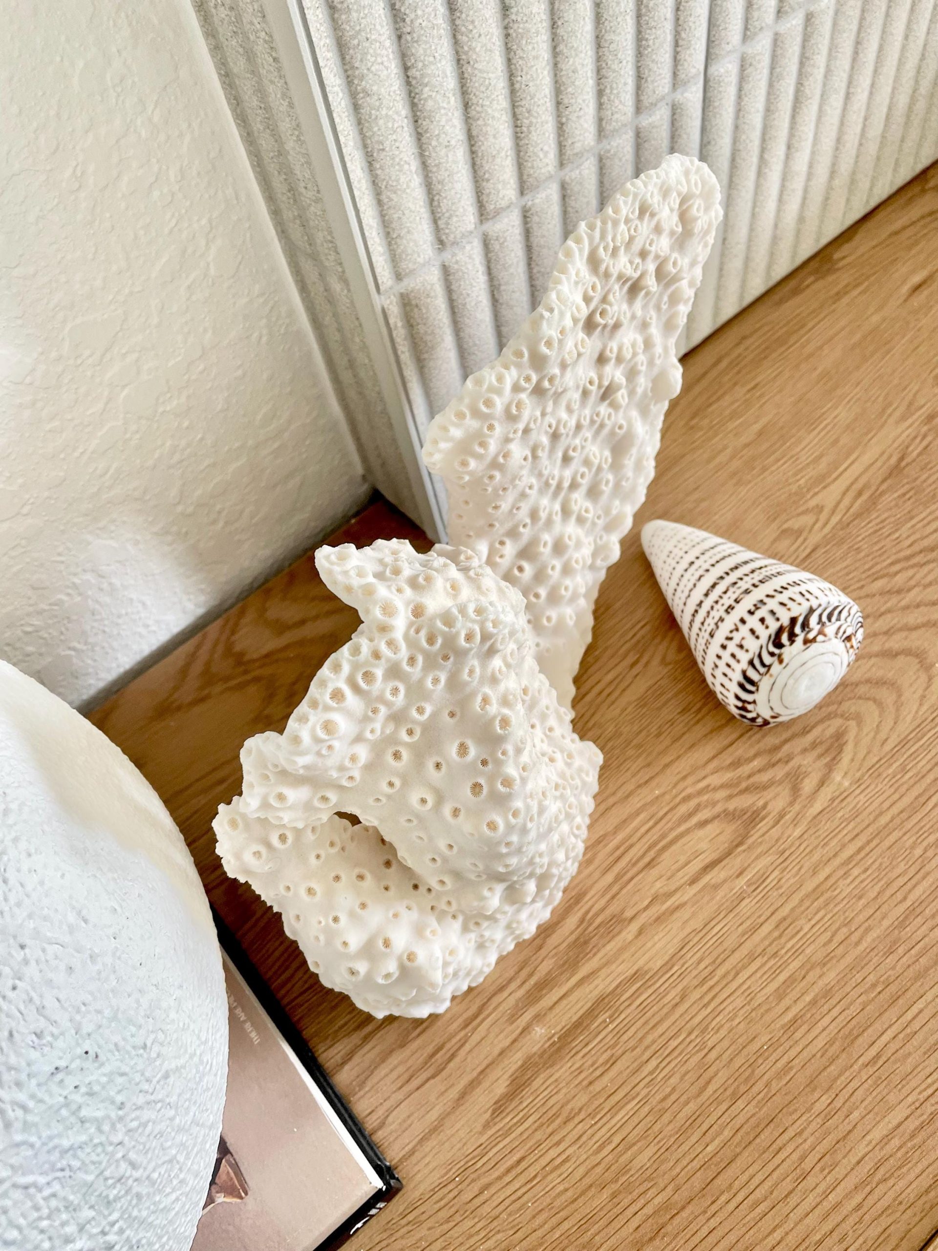 Natural Black Cup Coral Fossil: 13x9x3.5 Coastal Beach Home Décor - Image 9