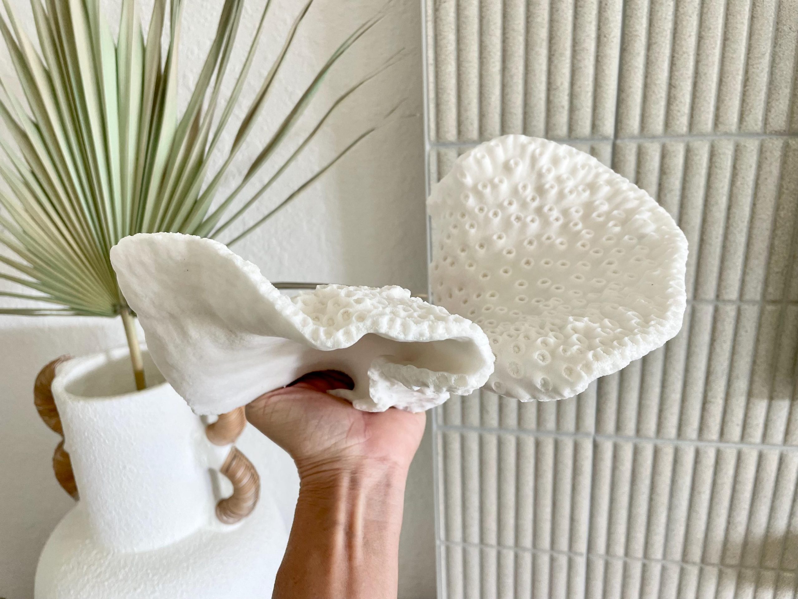 Natural Black Cup Coral Fossil: 11"x6"x6" Coastal Beach Home Decor - Image 9