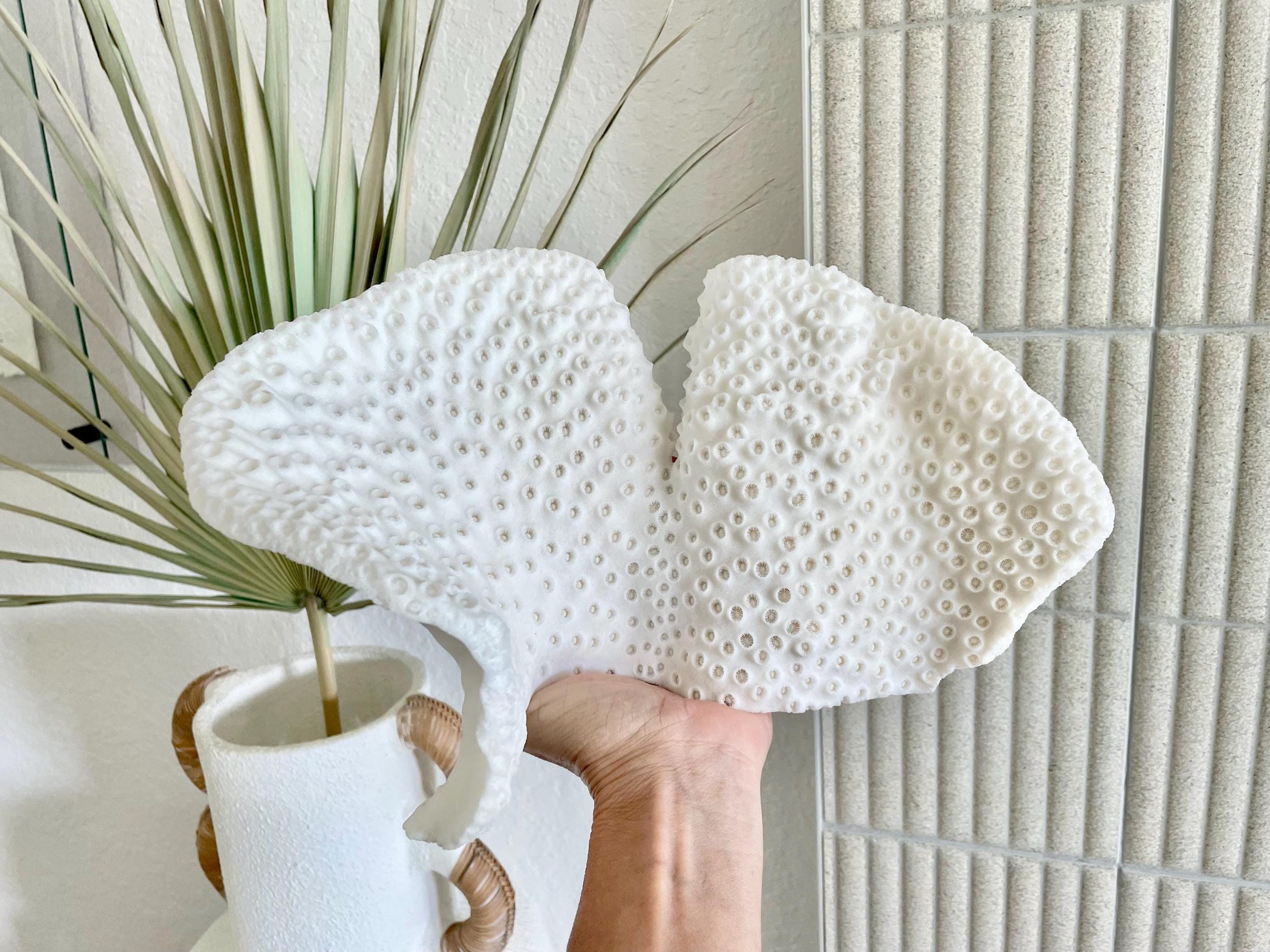 Natural Black Cup Coral Fossil: 11"x6"x6" Coastal Beach Home Decor - Image 8