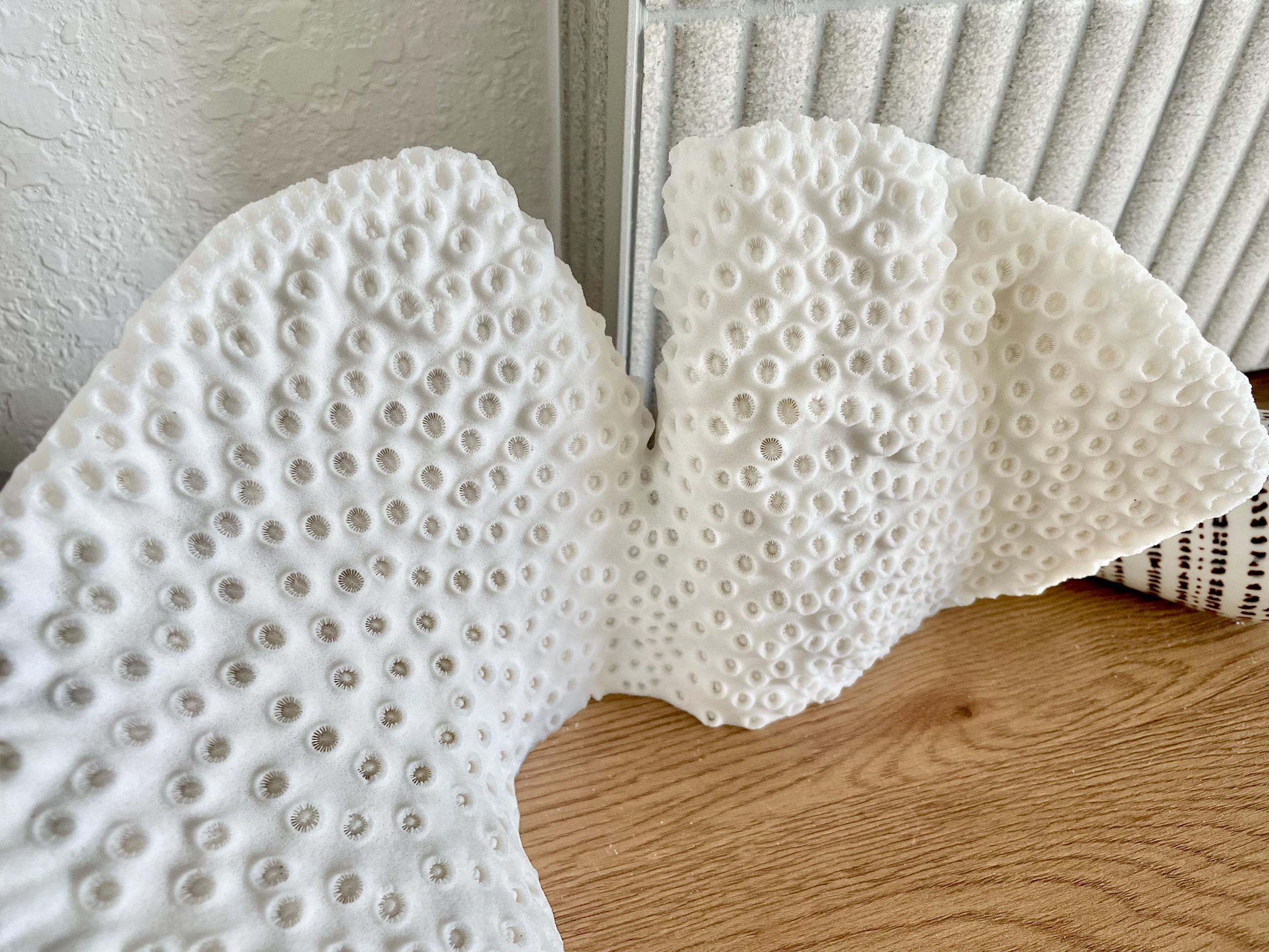 Natural Black Cup Coral Fossil: 11"x6"x6" Coastal Beach Home Decor - Image 14