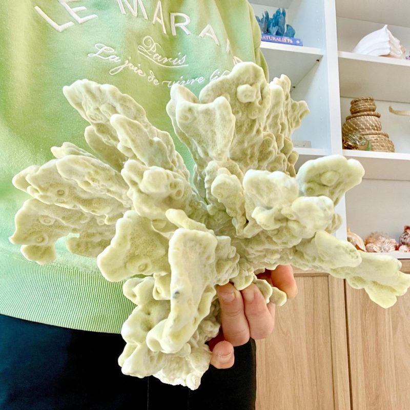 GREEN FIRE SLAB Coral *All Sizes* Authentic Natural Real Sea Fossil Coastal Décor