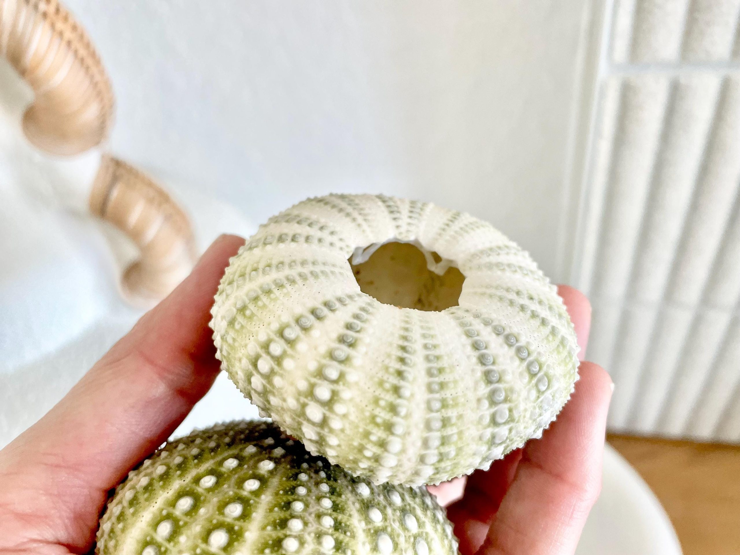 Mexican Green Urchin Shell (2.25-2.75") Beach Coastal Decor, Crafts - Image 4