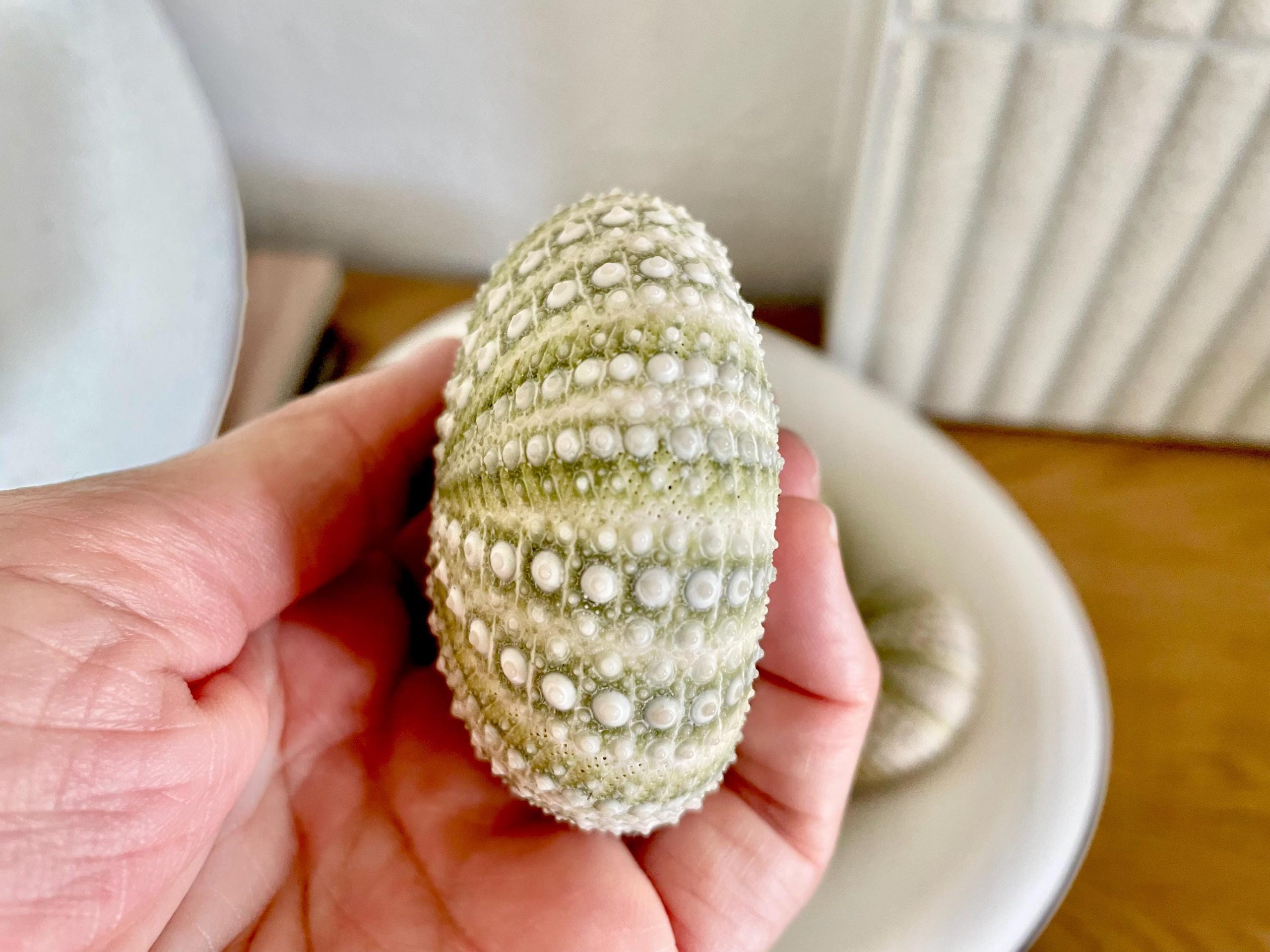 Mexican Green Urchin Shell (2.25-2.75") Beach Coastal Decor, Crafts - Image 6