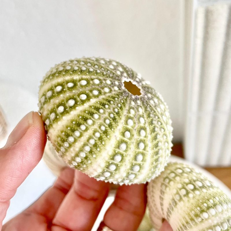 Mexican Green Urchin Shell (2.25-2.75") Beach Coastal Decor, Crafts