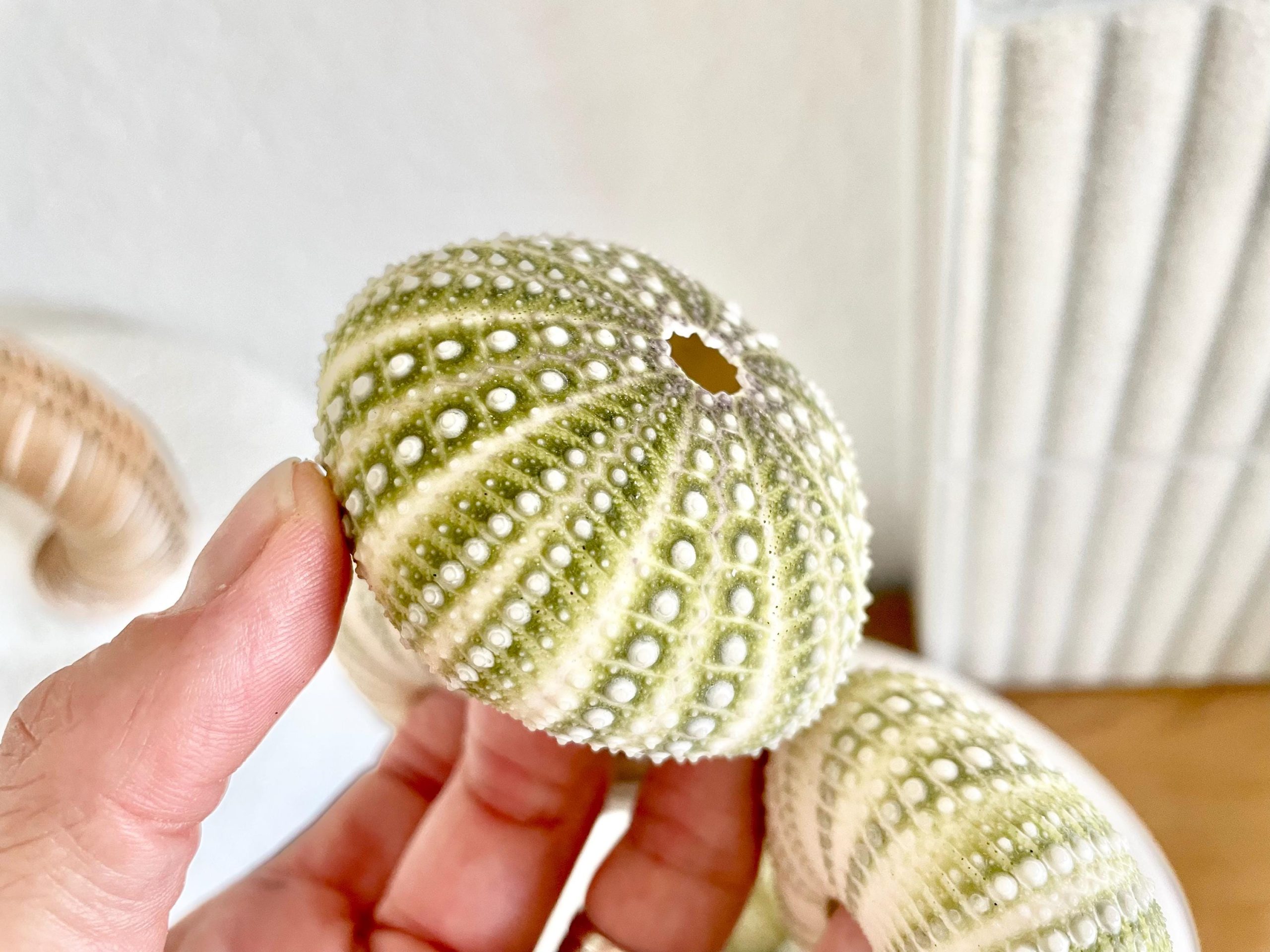 Mexican Green Urchin Shell (2.25-2.75") Beach Coastal Decor, Crafts