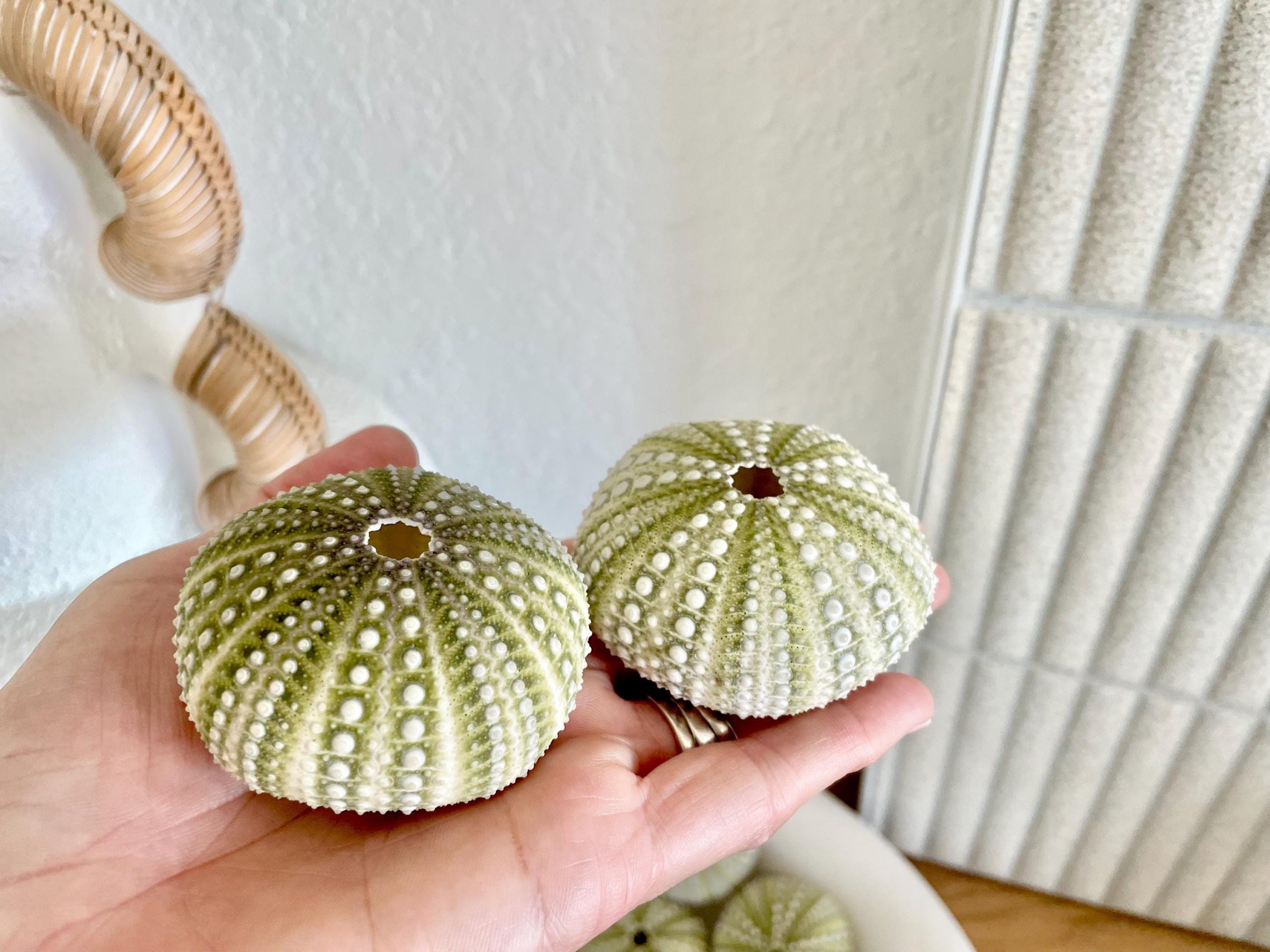 Mexican Green Urchin Shell (2.25-2.75") Beach Coastal Decor, Crafts - Image 5