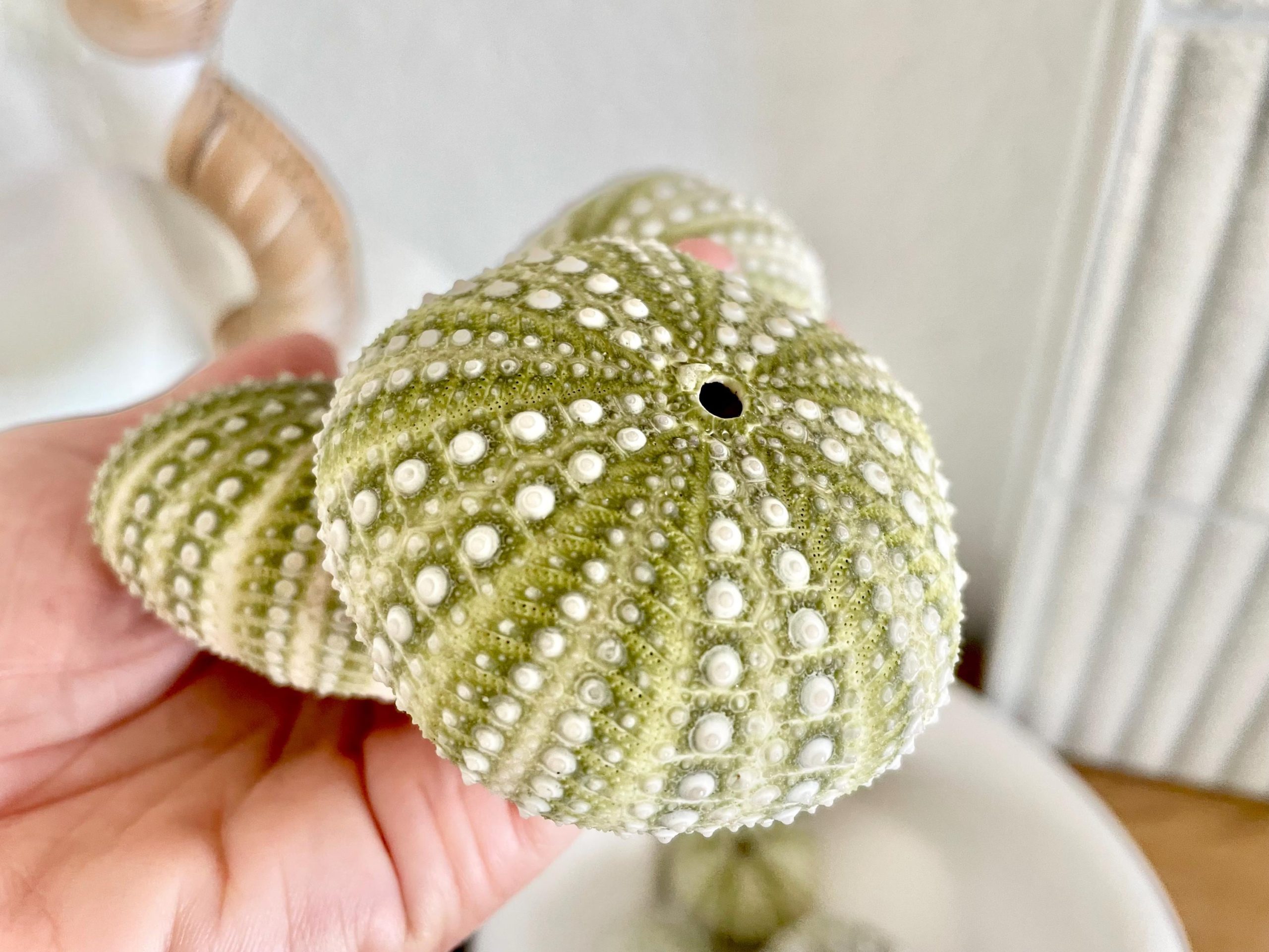 Mexican Green Urchin Shell (2.25-2.75") Beach Coastal Decor, Crafts - Image 3