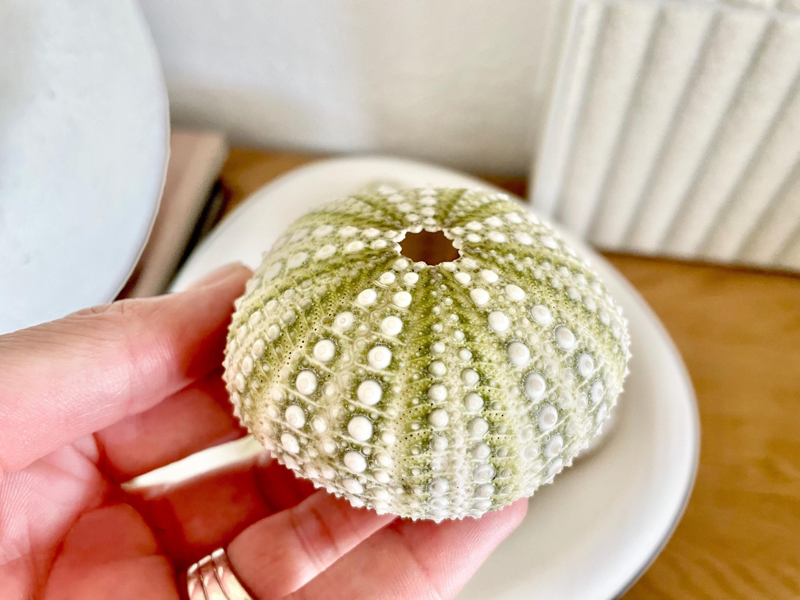 Mexican Green Urchin Shell (2.25-2.75") Beach Coastal Decor, Crafts - Image 7