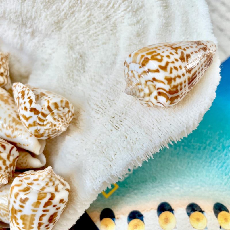 INSCRIPTUS CONE Shells 1.5-2" *You Choose Quantity* Brown White Spotted Small Craft Seashells