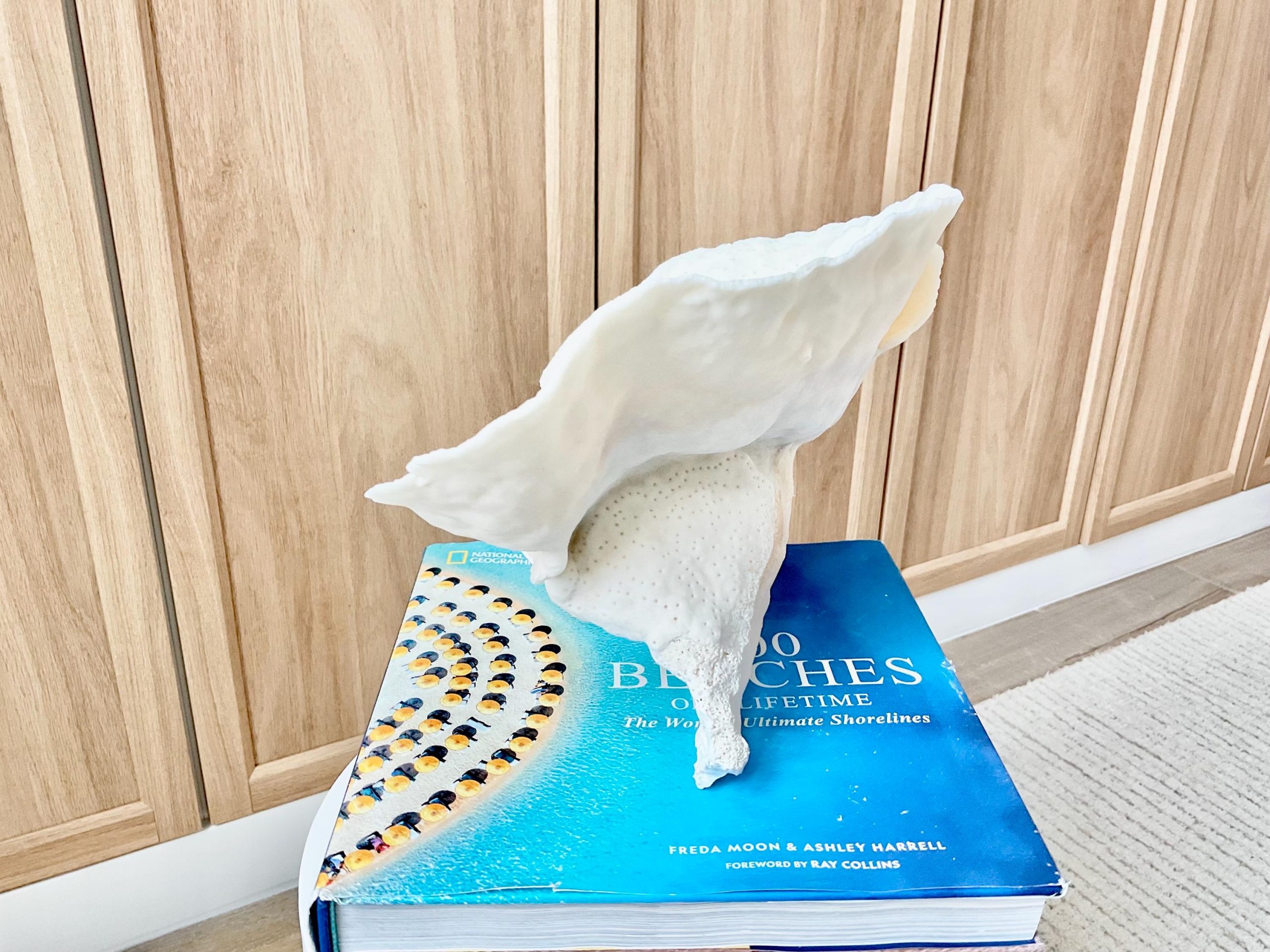 Natural Cup Coral Fossil Specimen: 9" x 8"x 7" White Beach House Coastal Décor - Image 8