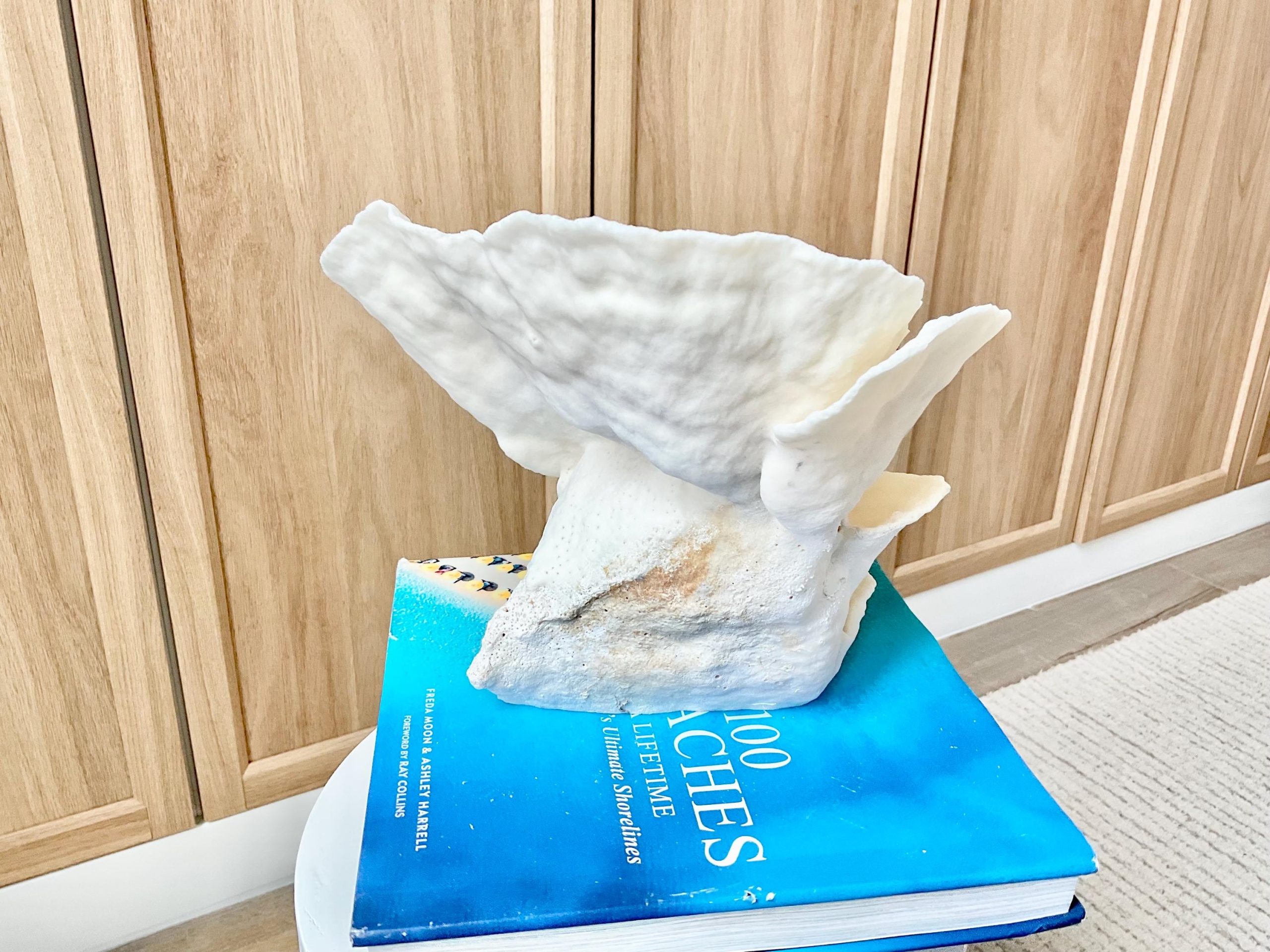Natural Cup Coral Fossil Specimen: 9" x 8"x 7" White Beach House Coastal Décor - Image 9