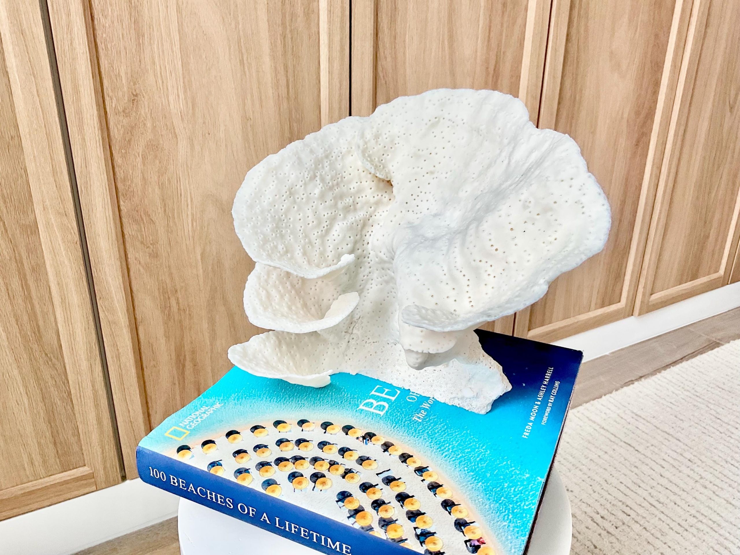 Natural Cup Coral Fossil Specimen: 9" x 8"x 7" White Beach House Coastal Décor - Image 4