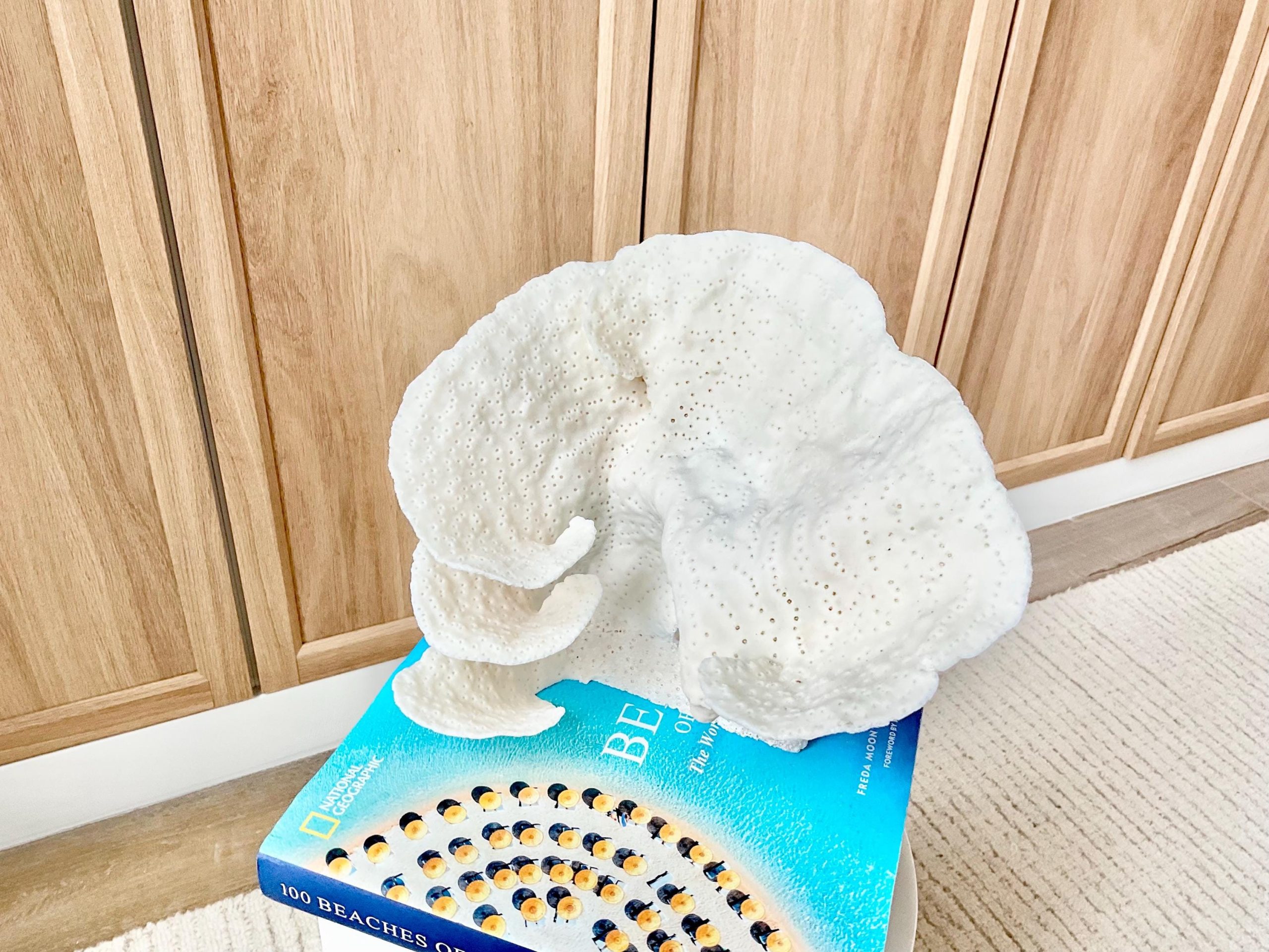 Natural Cup Coral Fossil Specimen: 9" x 8"x 7" White Beach House Coastal Décor - Image 6