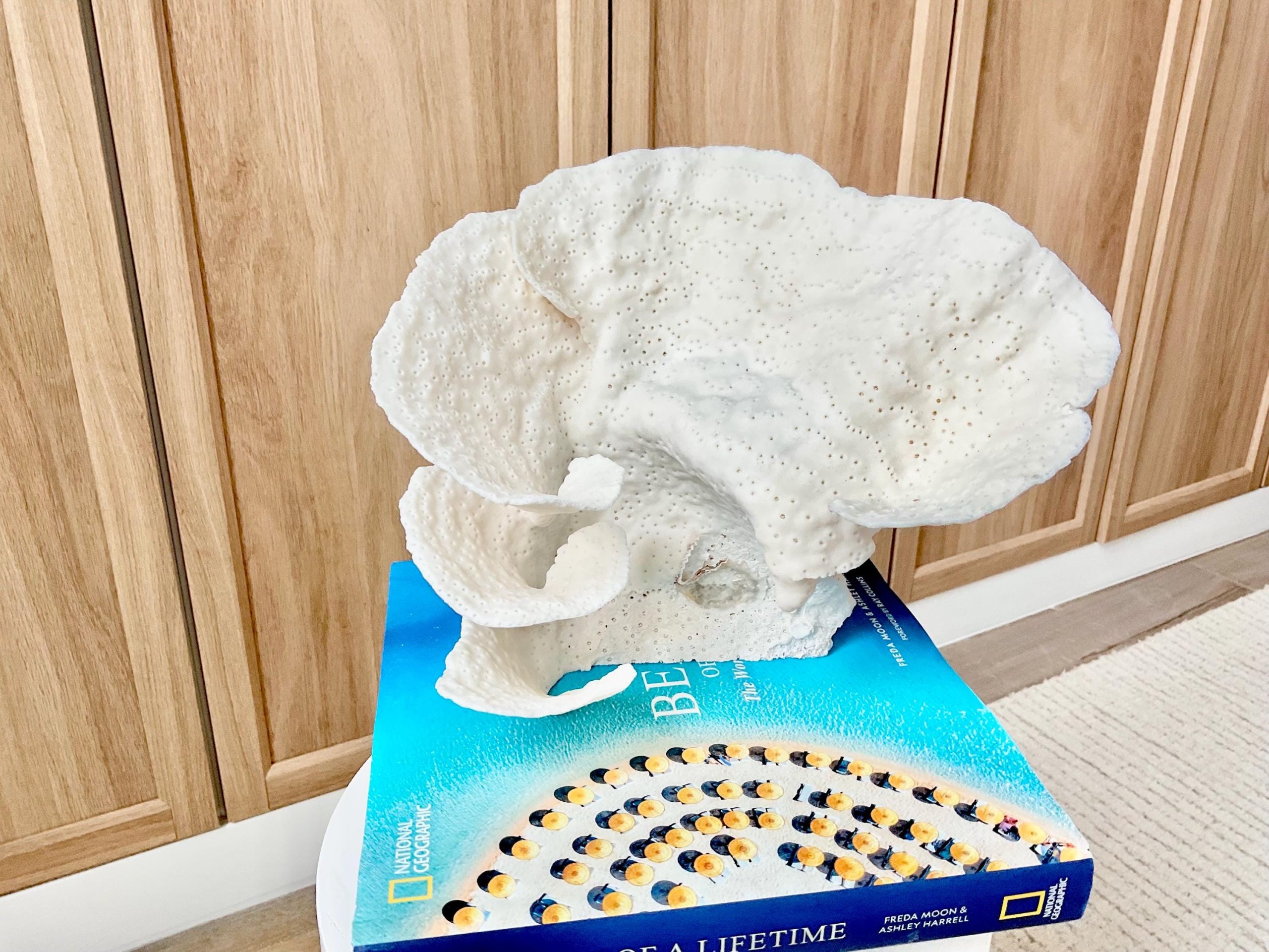 Natural Cup Coral Fossil Specimen: 9" x 8"x 7" White Beach House Coastal Décor - Image 2