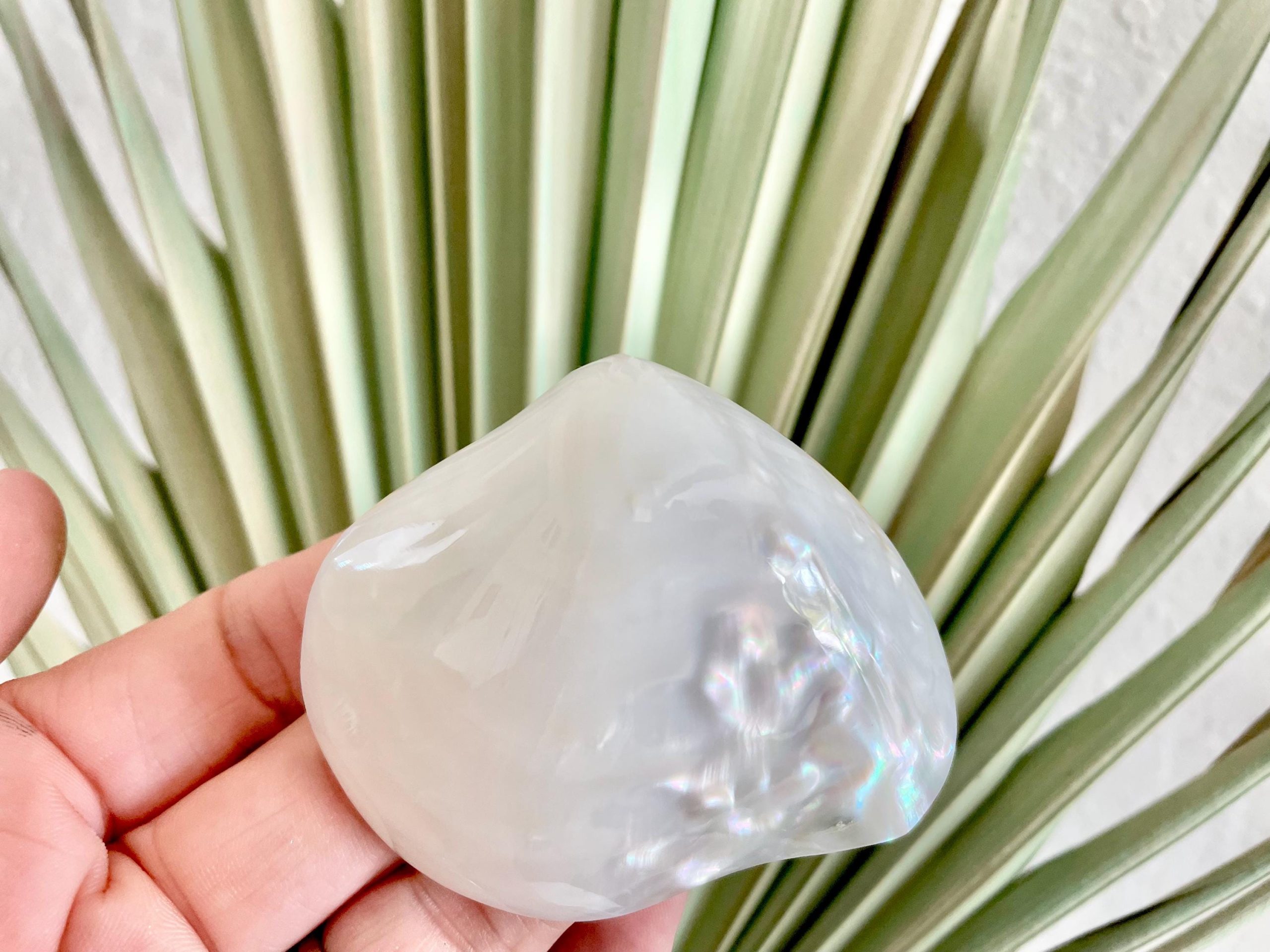 POLISHED CLAM PEARLS 1.5-3" Fresh Water Half Shells Jewelry Making Supply Craft Seashell - Image 2