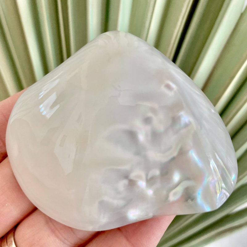 POLISHED CLAM PEARLS 1.5-3" Fresh Water Half Shells Jewelry Making Supply Craft Seashell