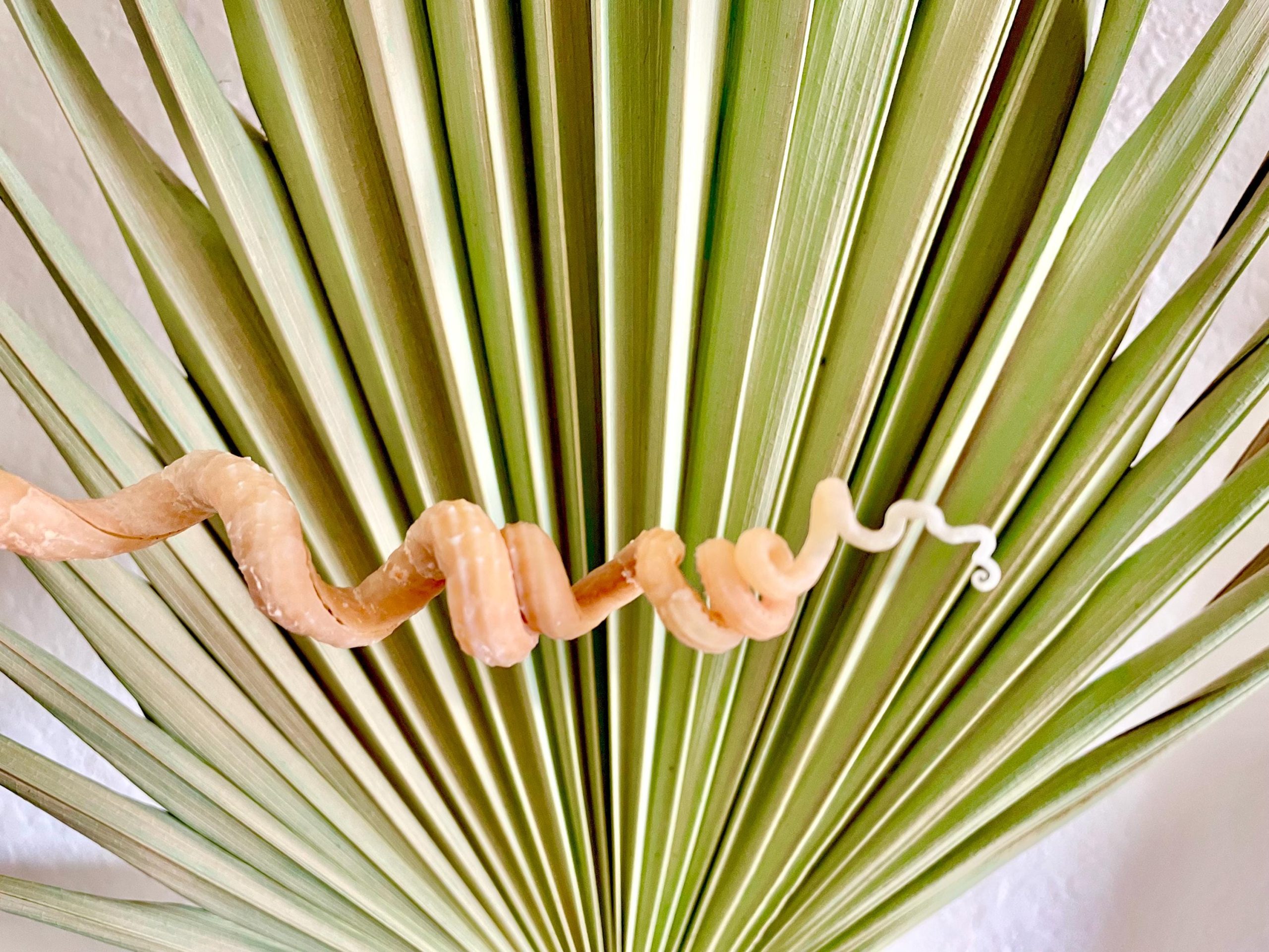 SPIRAL WORM SHELLS 6-8" Long Real Rare Display Seashell Beach Oddities Décor - Image 2