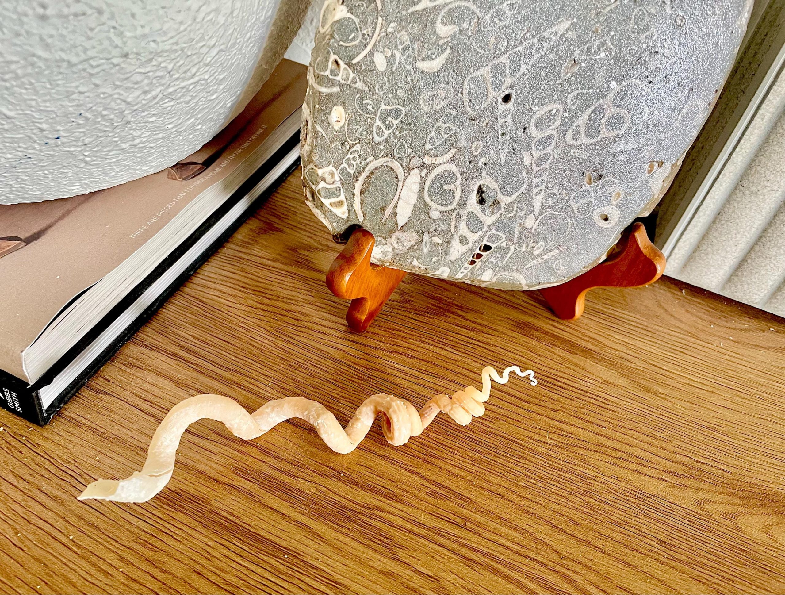 SPIRAL WORM SHELLS 6-8" Long Real Rare Display Seashell Beach Oddities Décor - Image 9