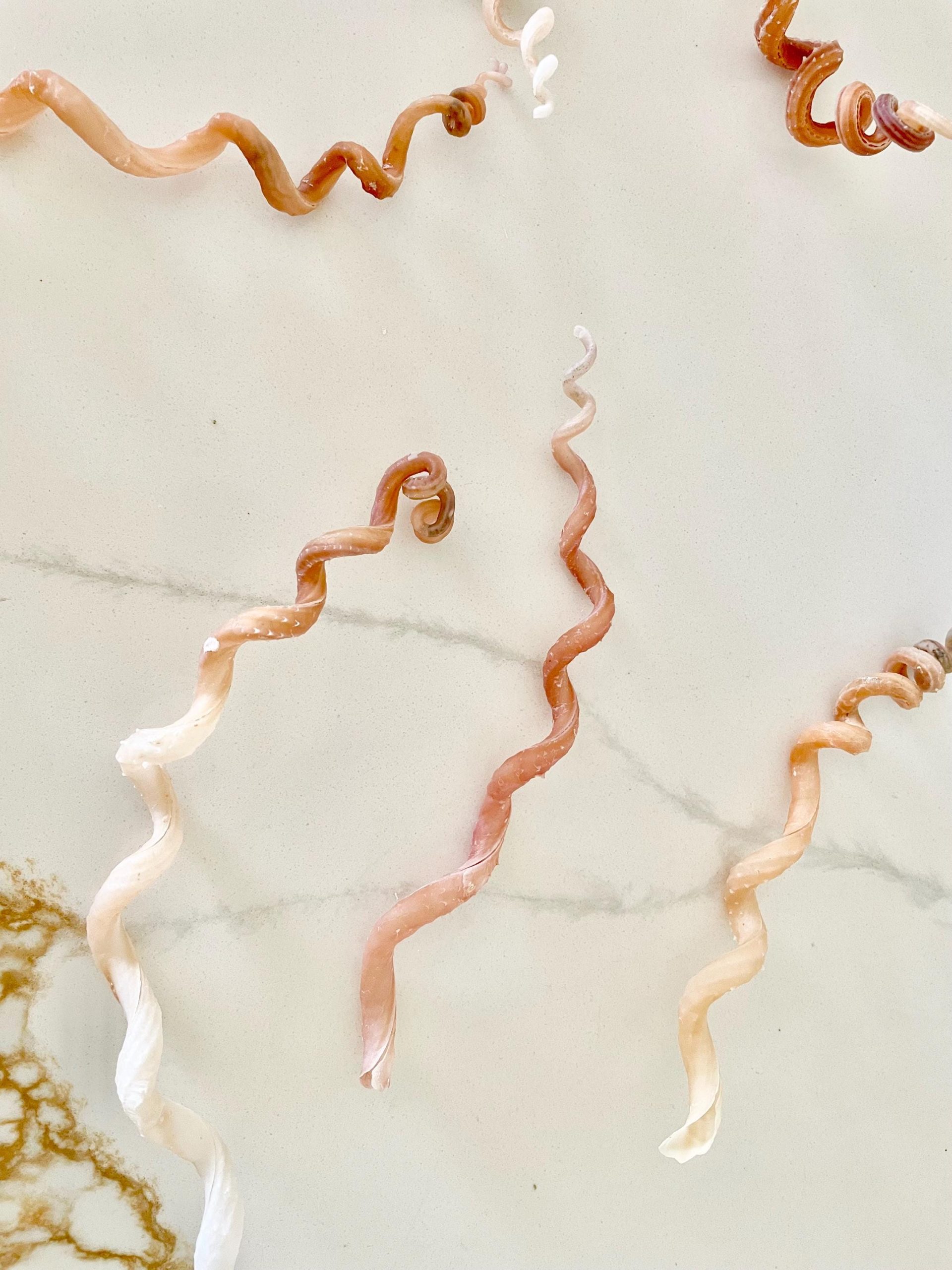 SPIRAL WORM SHELLS 6-8" Long Real Rare Display Seashell Beach Oddities Décor - Image 10