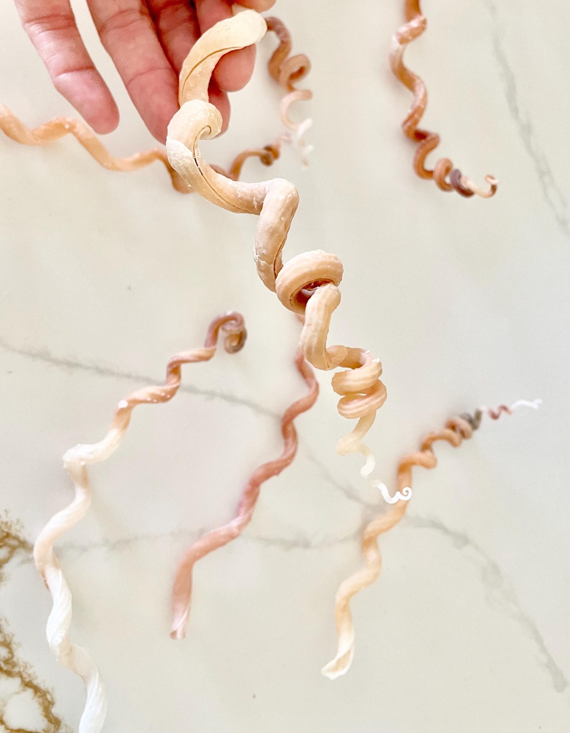 SPIRAL WORM SHELLS 6-8" Long Real Rare Display Seashell Beach Oddities Décor - Image 4