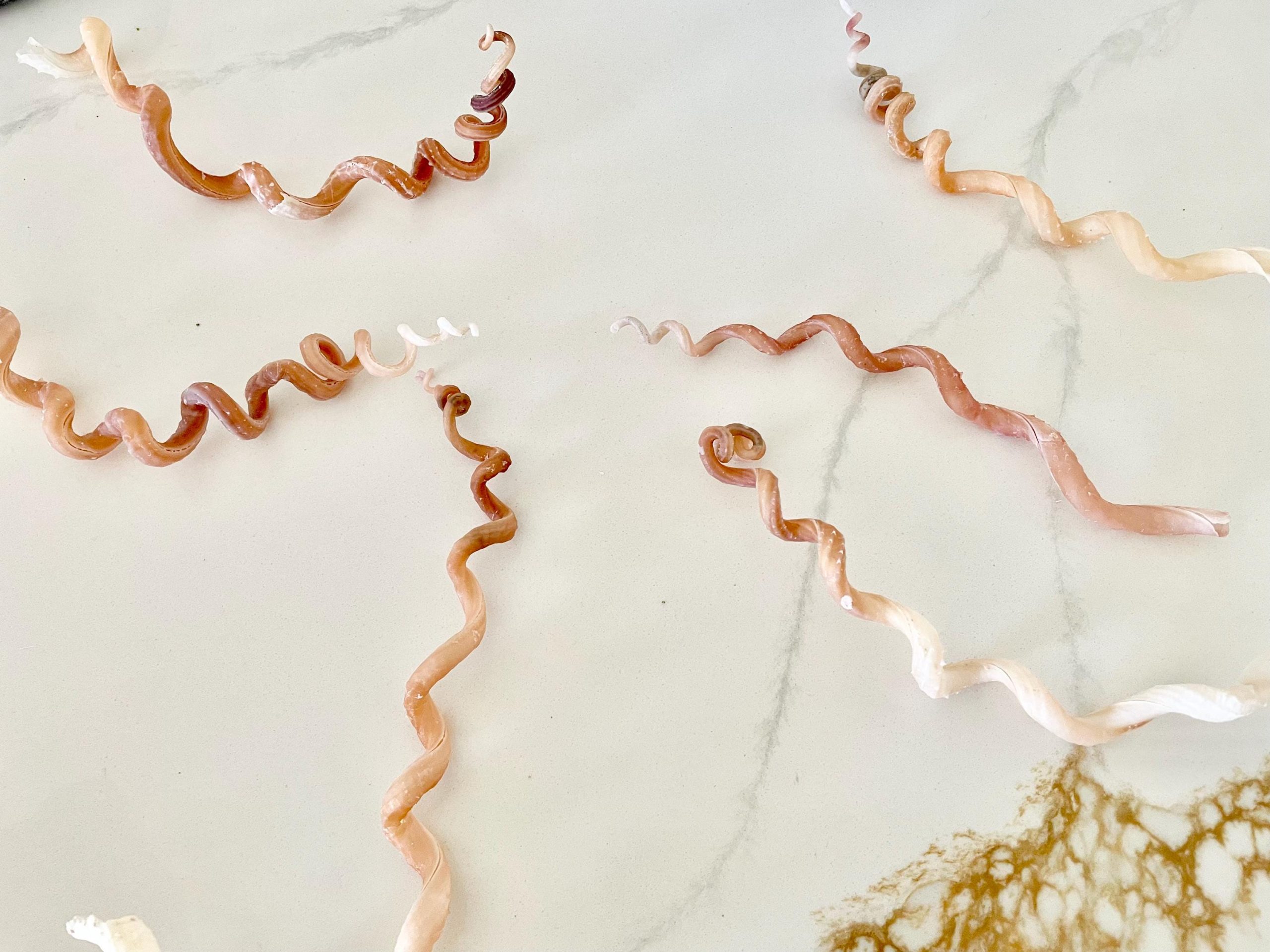 SPIRAL WORM SHELLS 6-8" Long Real Rare Display Seashell Beach Oddities Décor - Image 7