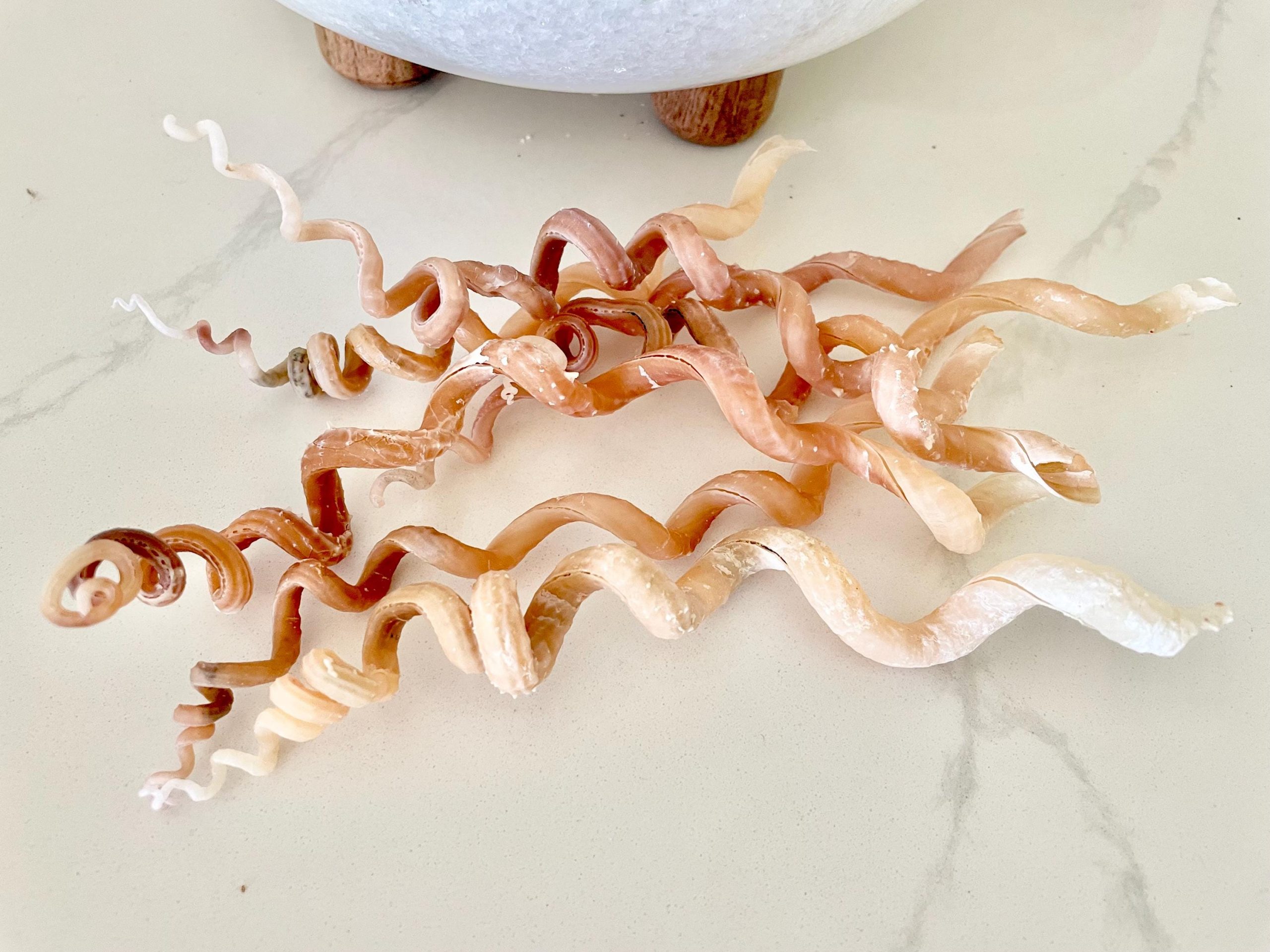SPIRAL WORM SHELLS 6-8" Long Real Rare Display Seashell Beach Oddities Décor - Image 5