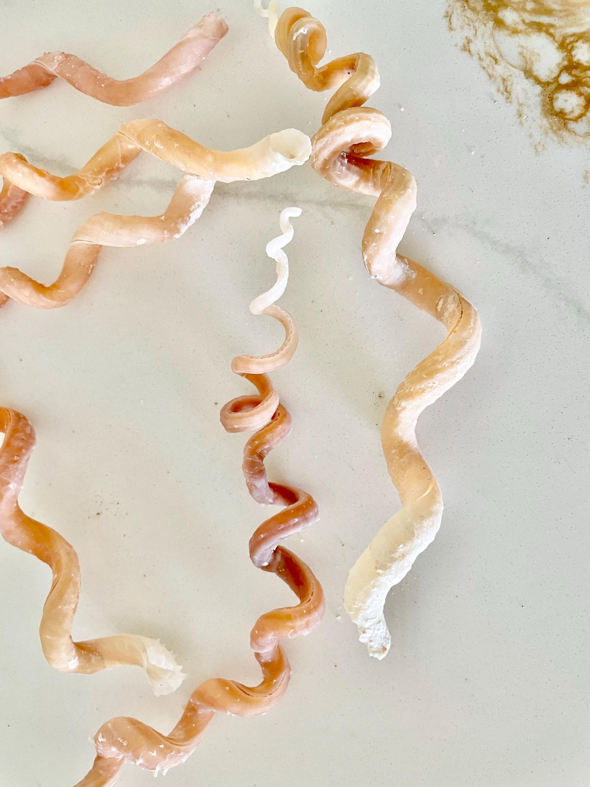 SPIRAL WORM SHELLS 6-8" Long Real Rare Display Seashell Beach Oddities Décor - Image 13